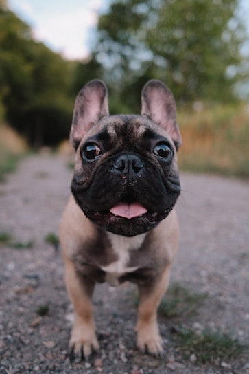 A small brown dog standing on top of a gravel road