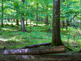 A log laying on the ground in a forest