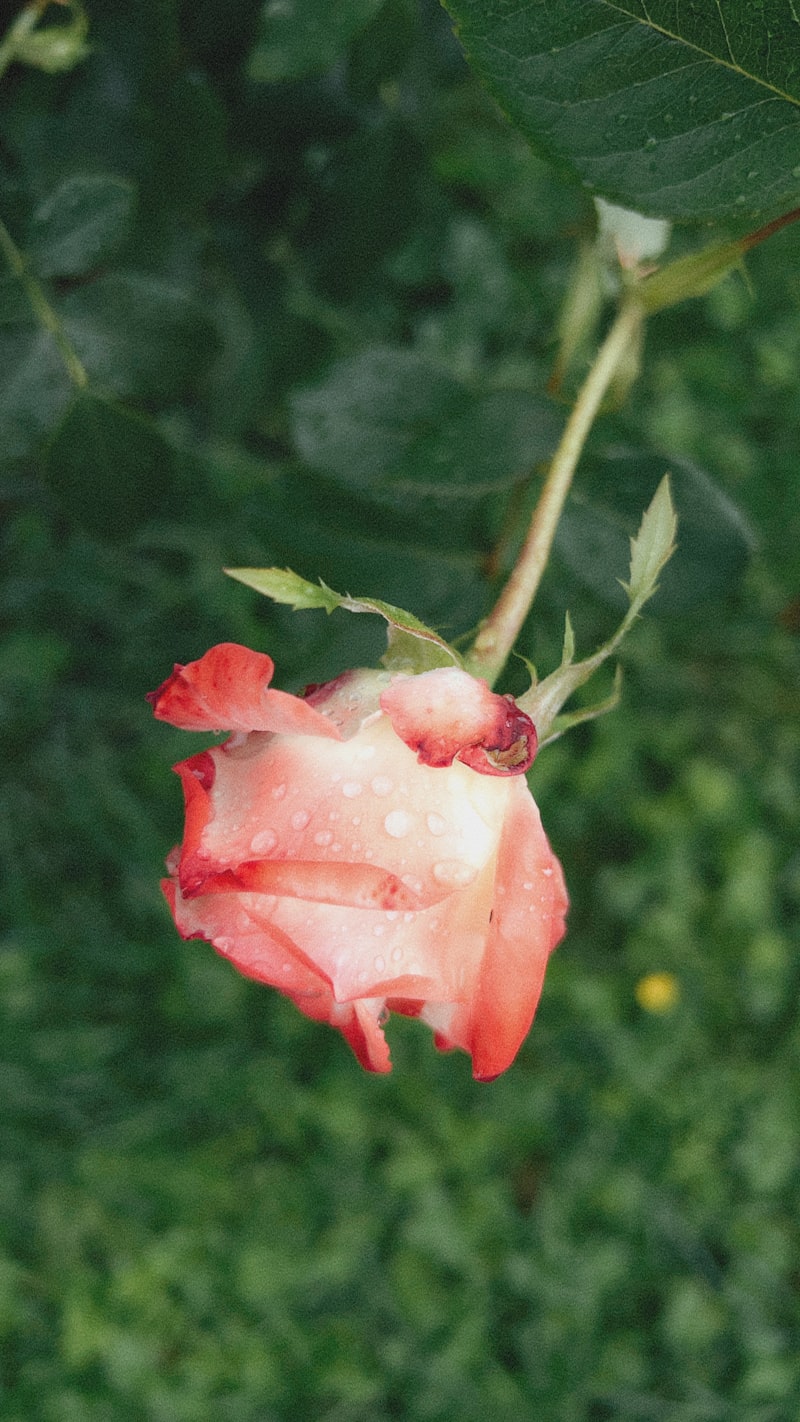 Garden Romance — detail 2