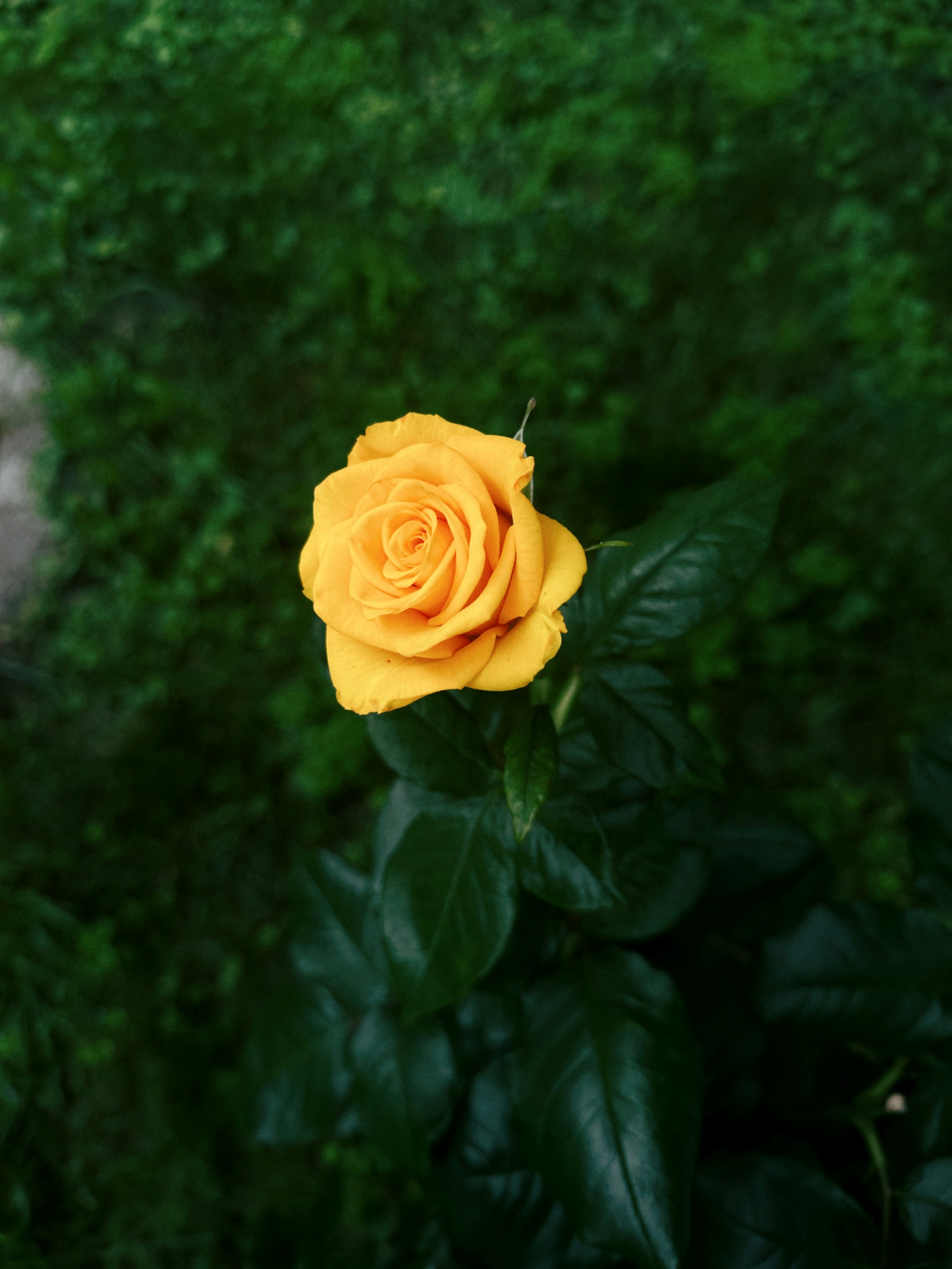A single yellow rose in the middle of a bush photo – Free Rose flower Image  on Unsplash, image size:3000x4000