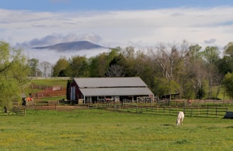 A horse grazing in a field next to a barn