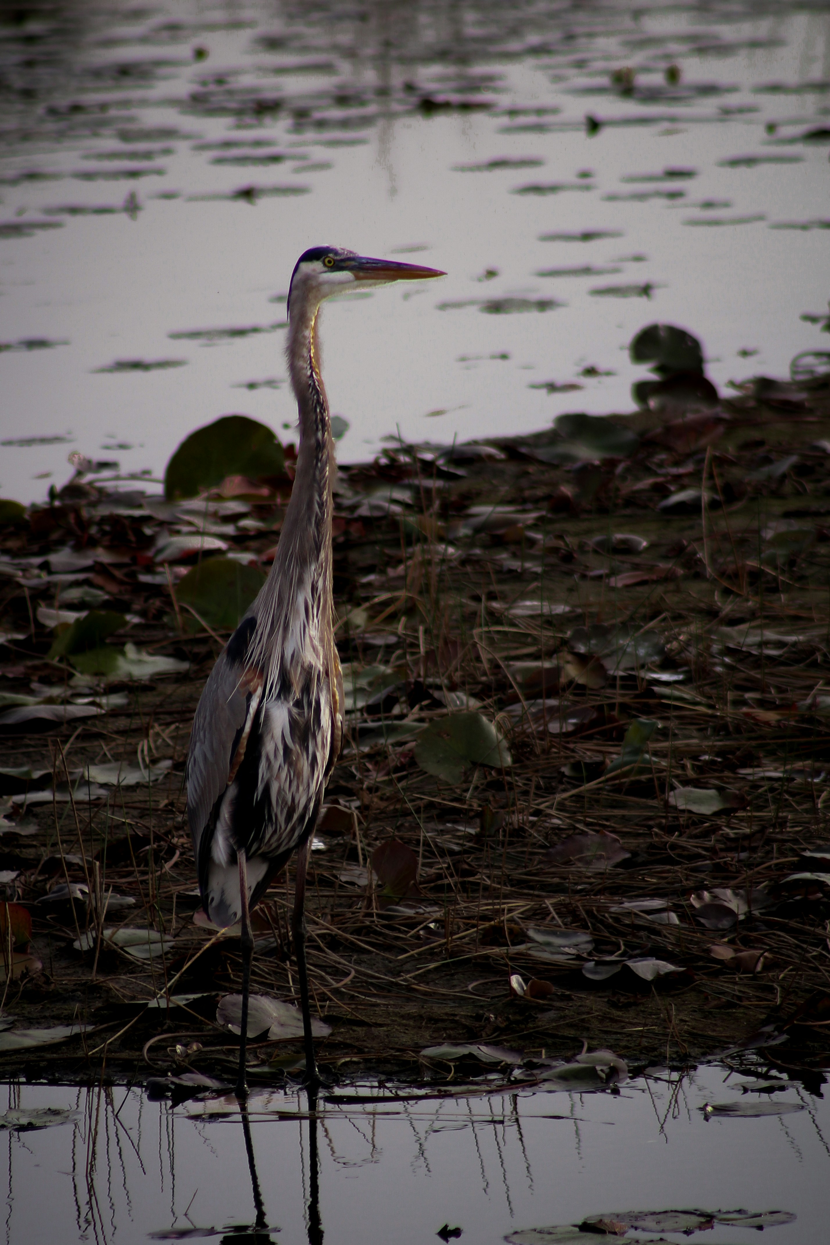 Photo by charlysey278