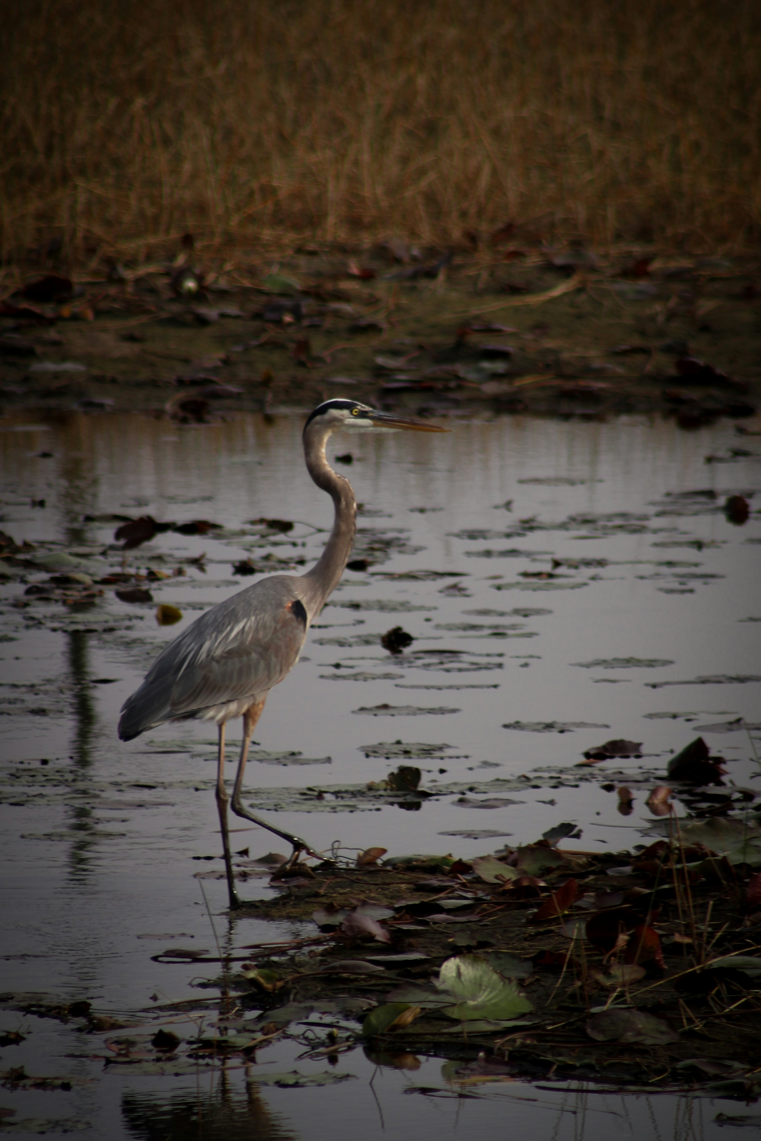 Photo by charlysey278