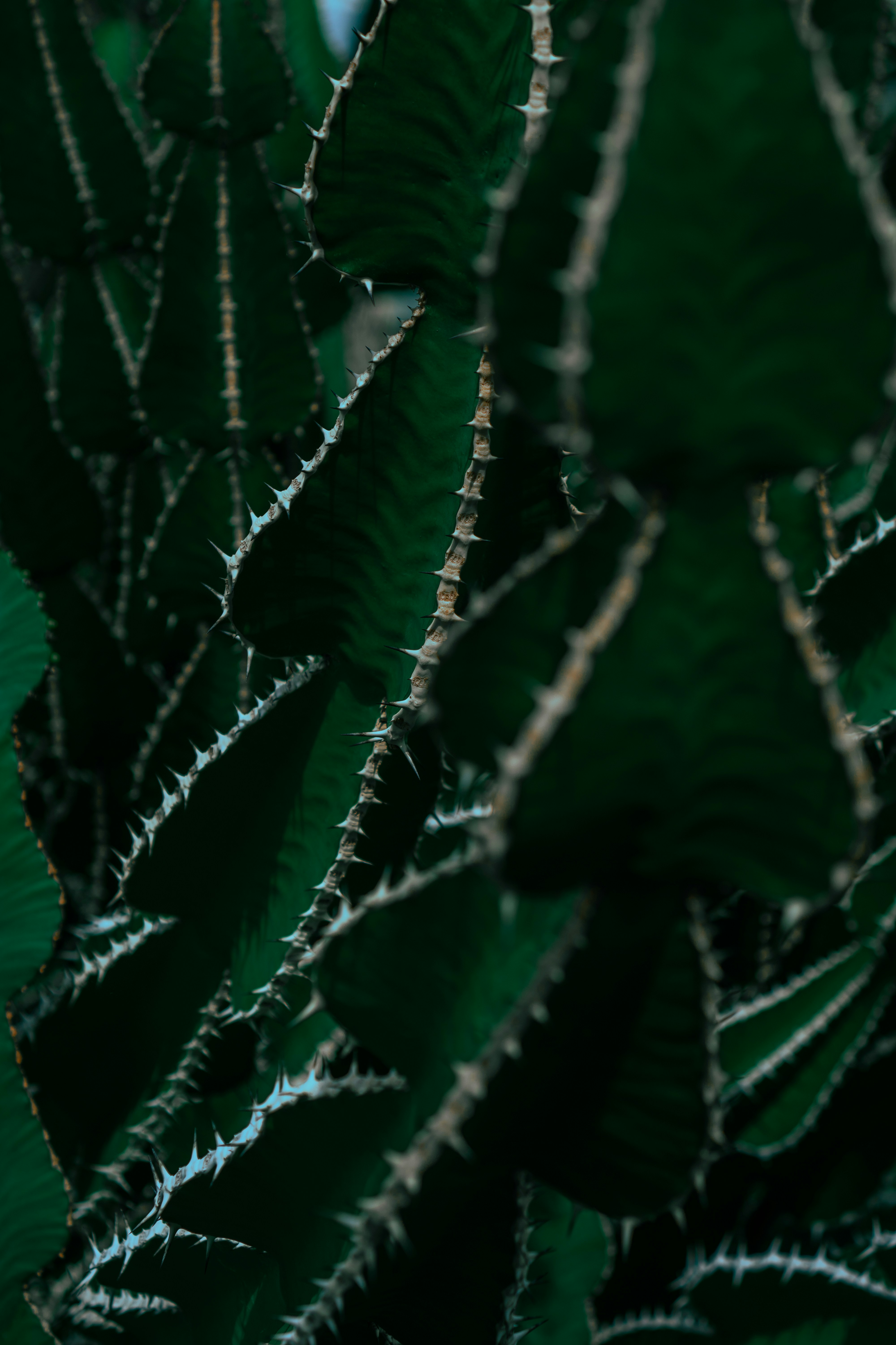 Photo by melatonical