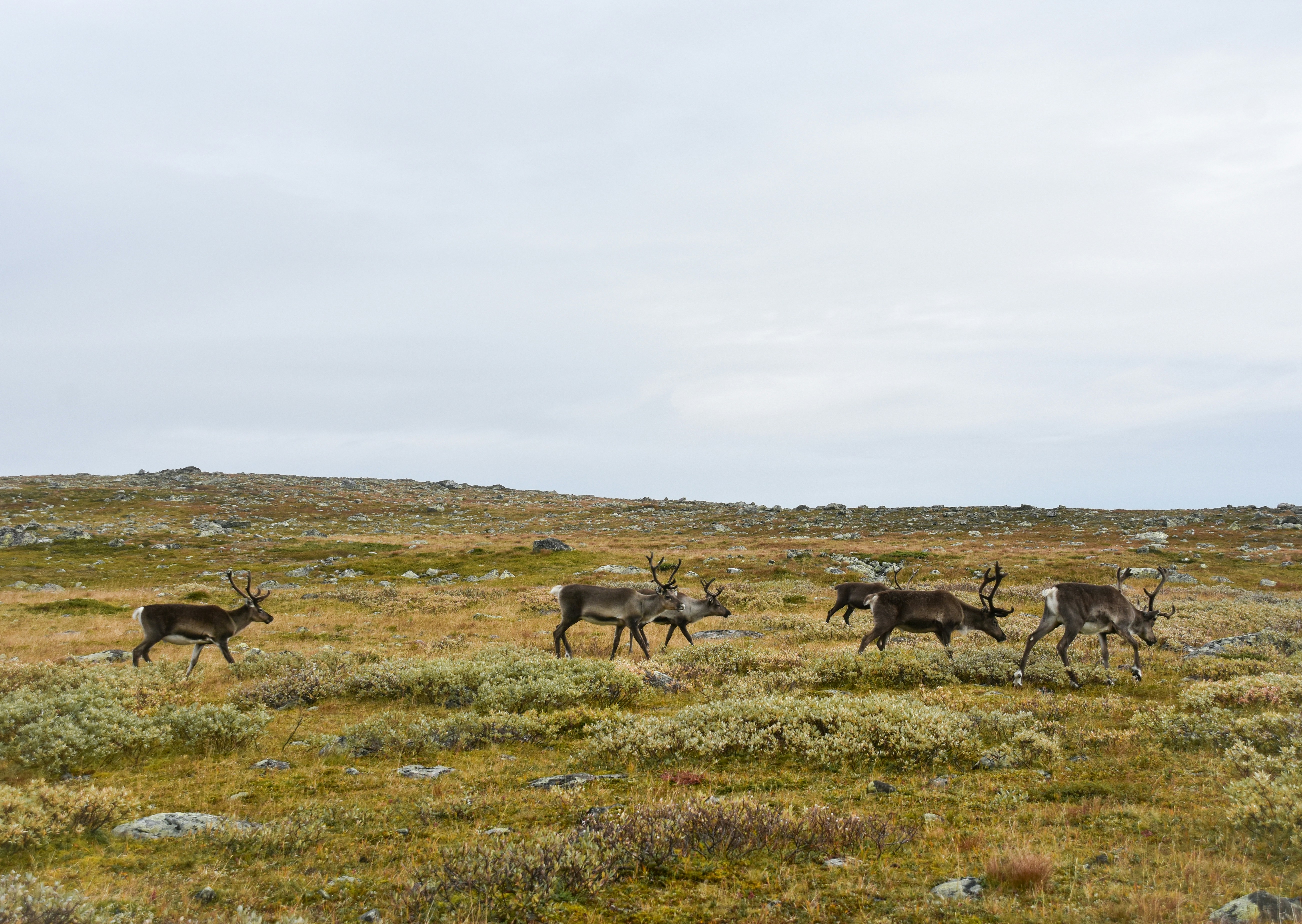 Photo by niklasjonasson