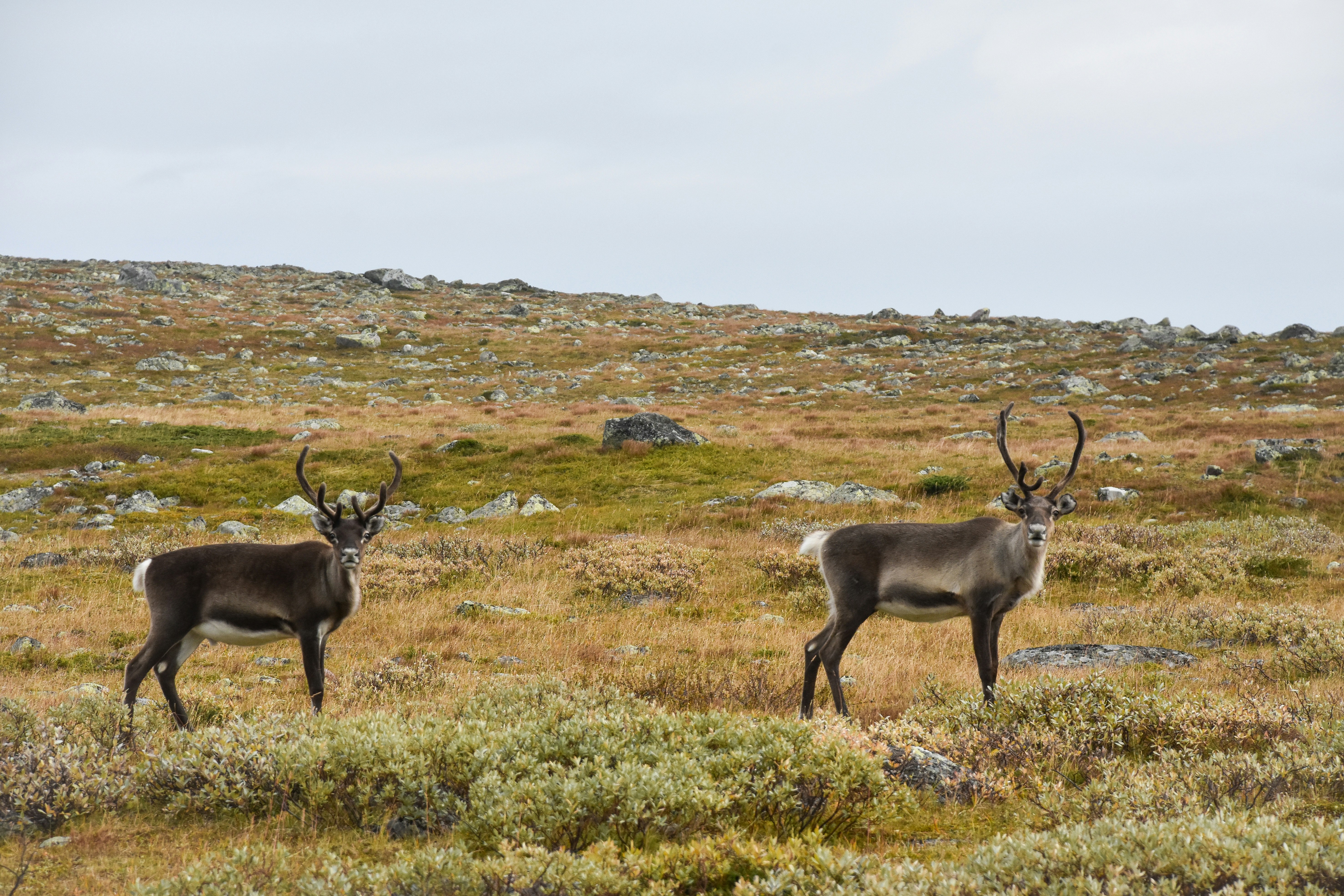 Photo by niklasjonasson