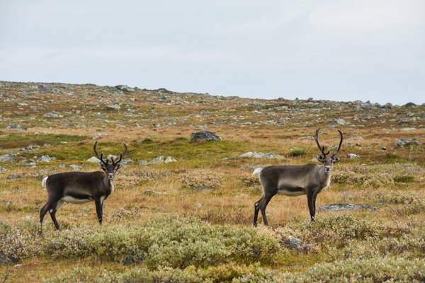 Reindeer on a mountainside in Sarek — Jokkmokk, Sweden