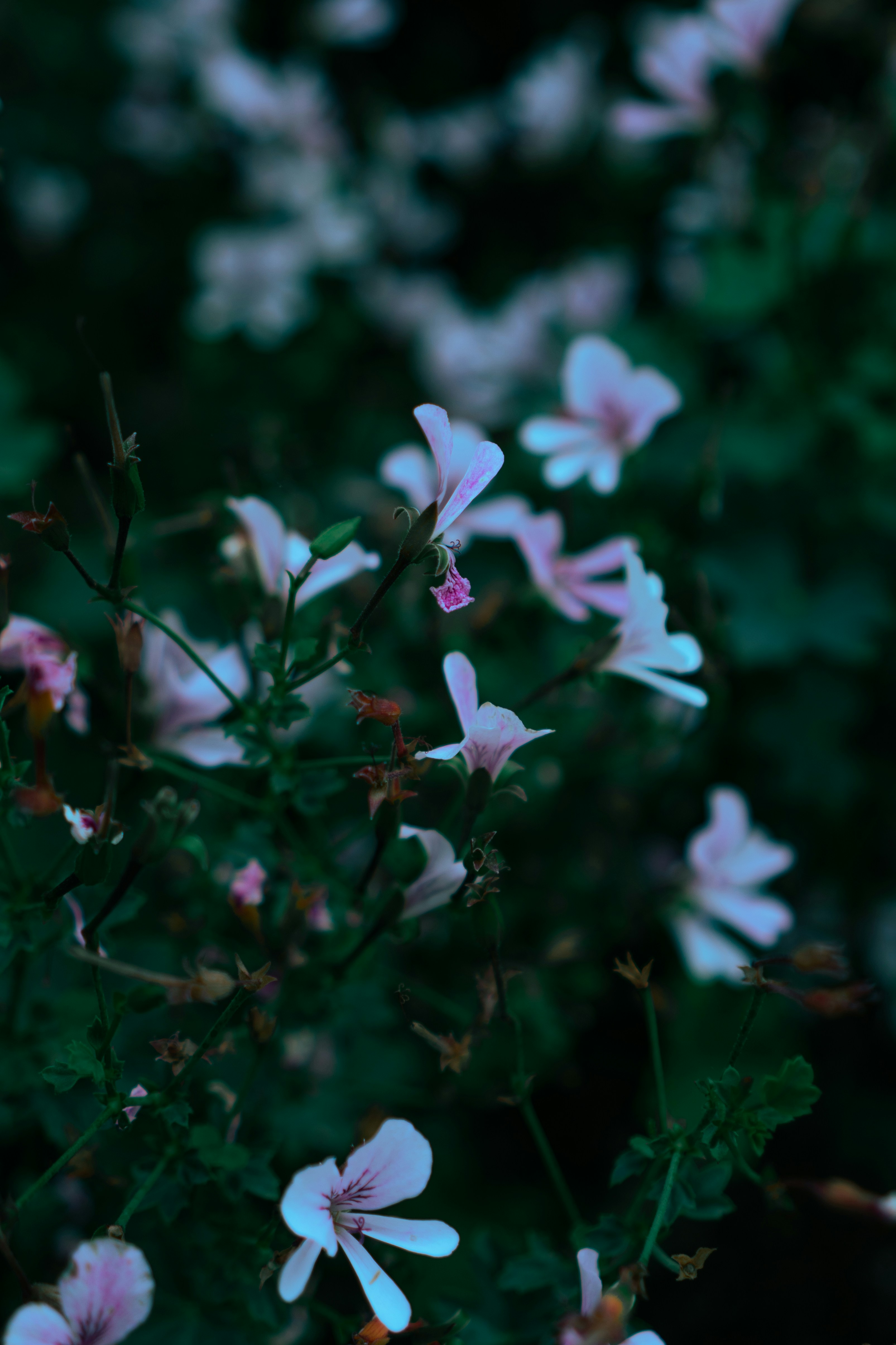 Photo by melatonical