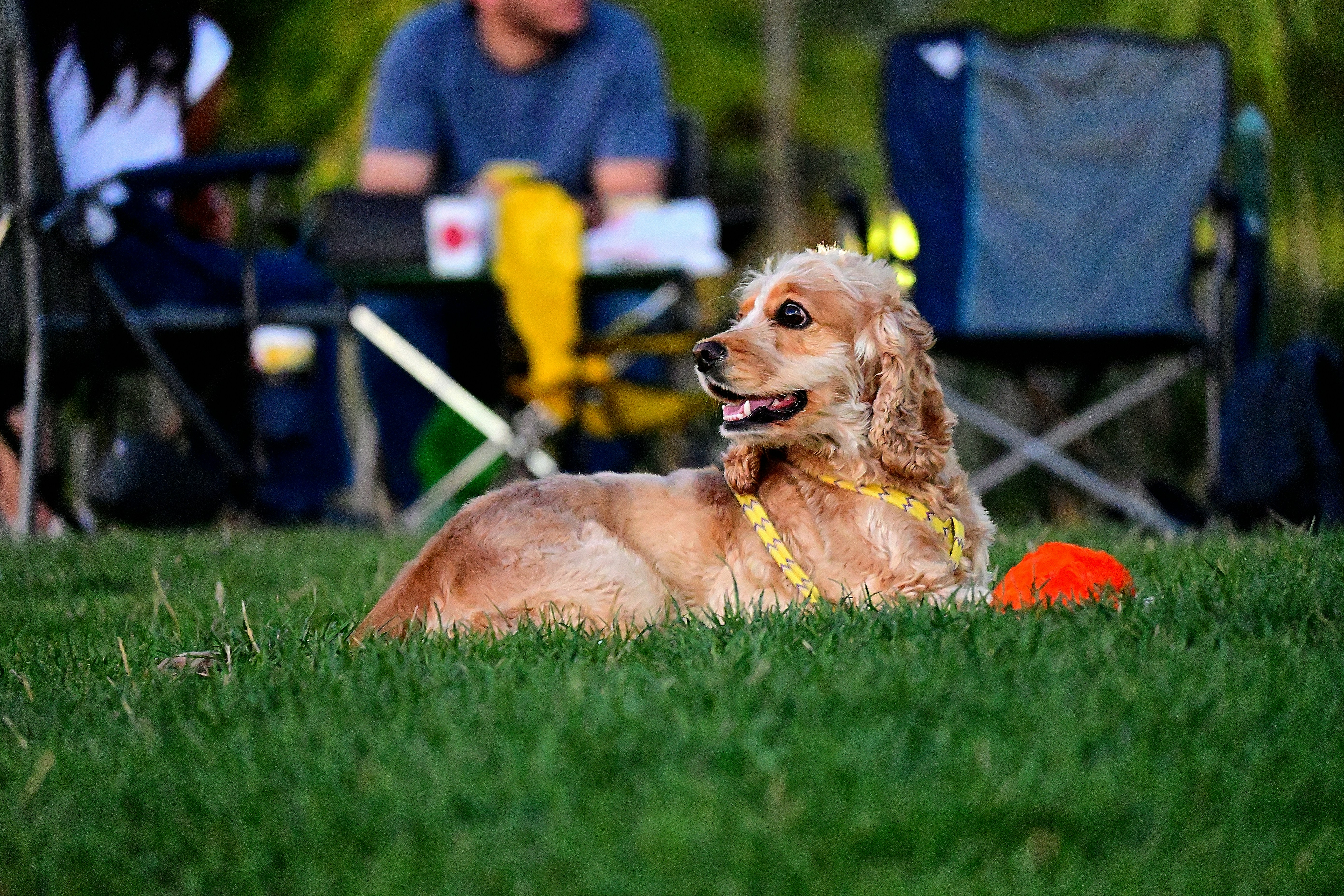 A person lovingly petting a cat.