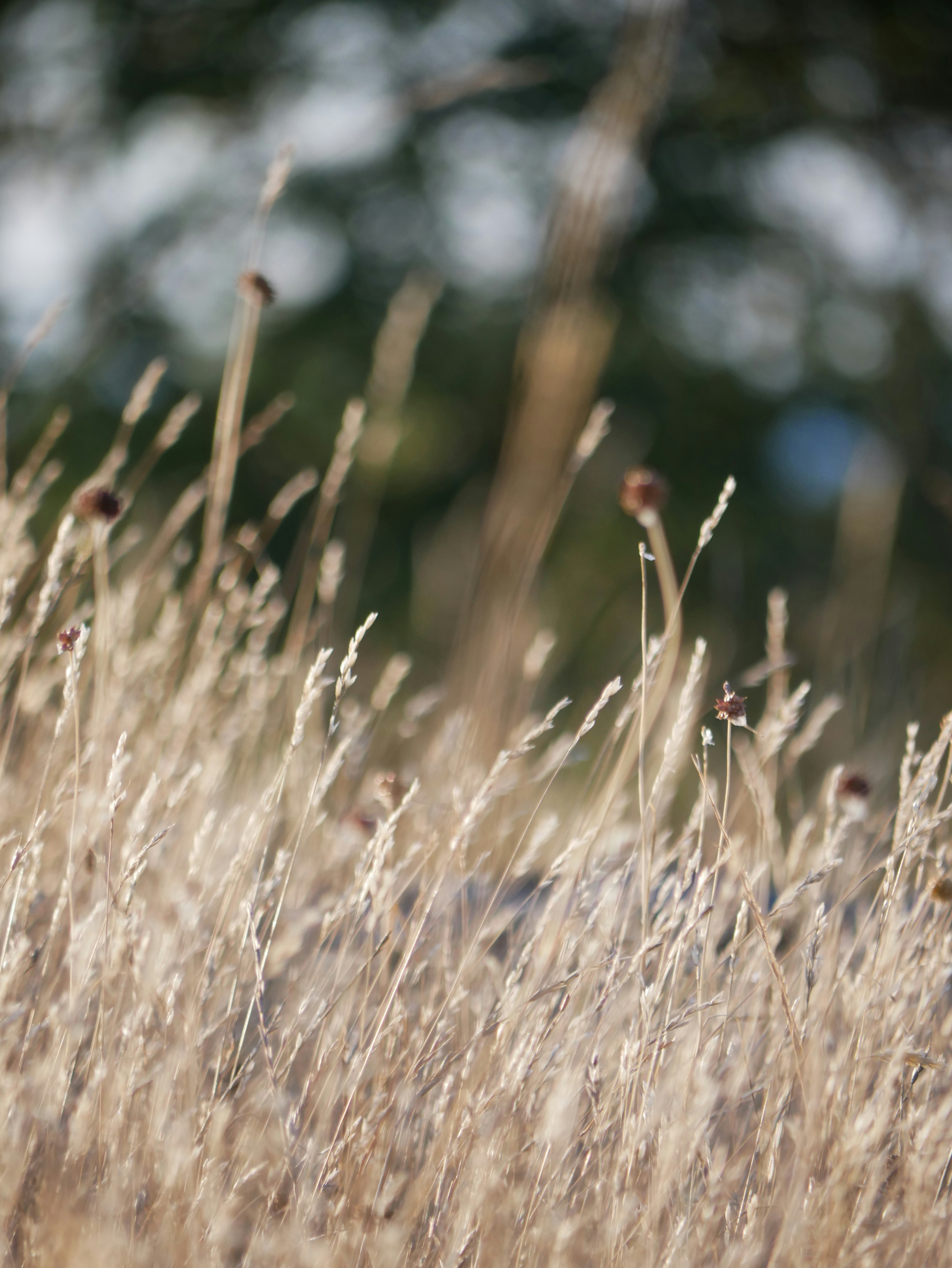 Photo by johanse_photos