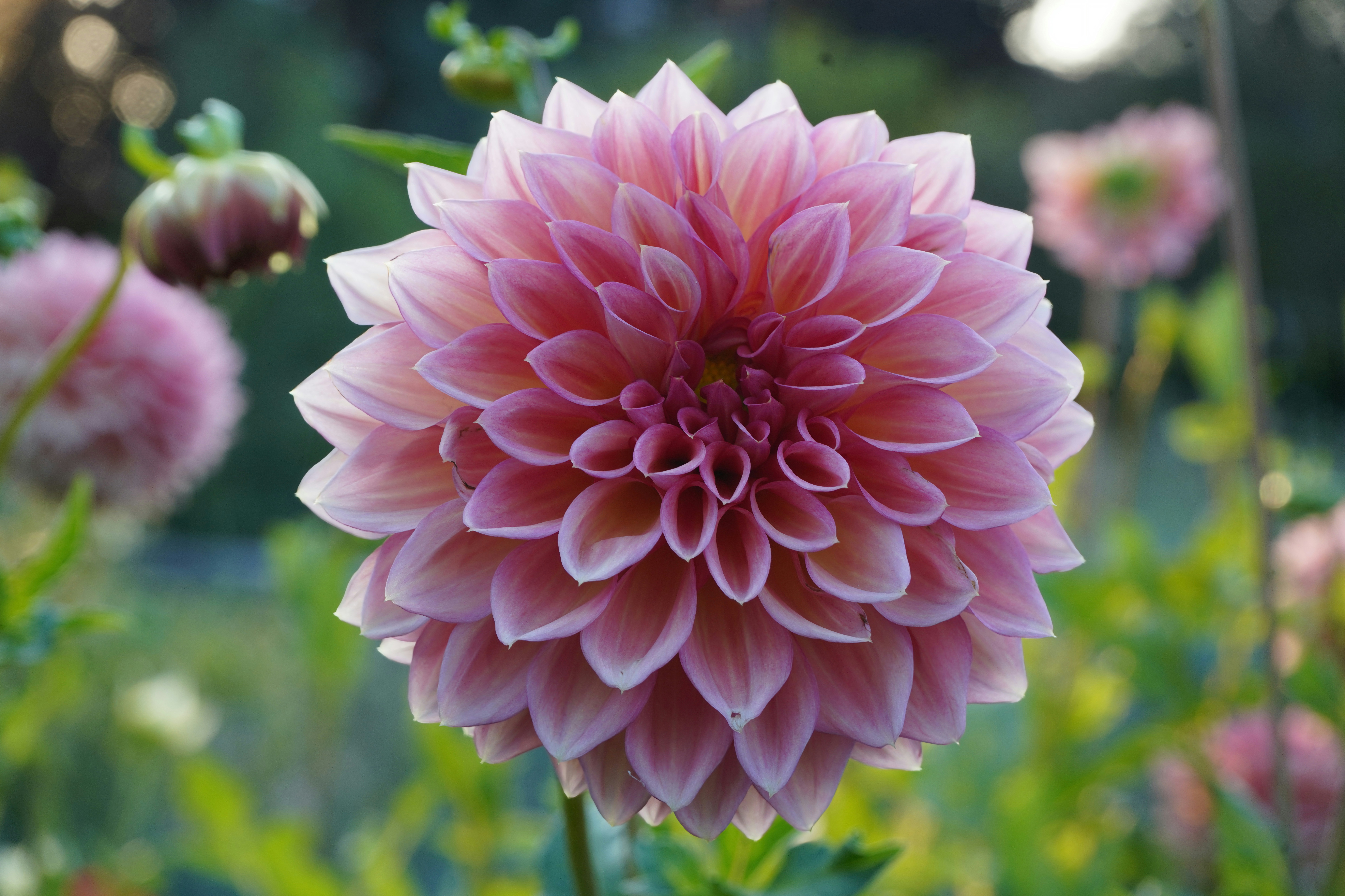 A large pink flower in a field of flowers