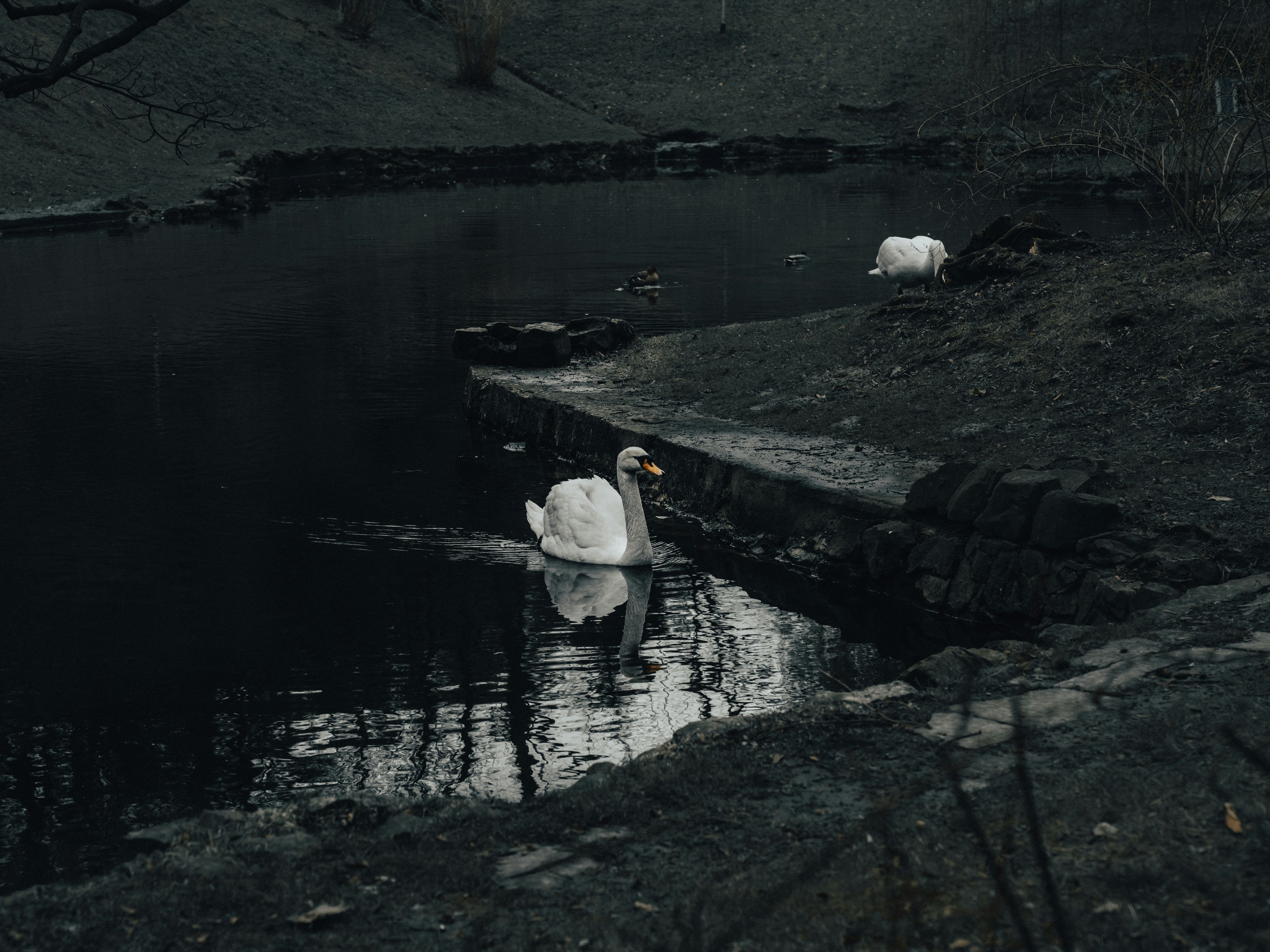 A swan is swimming in a pond in the woods