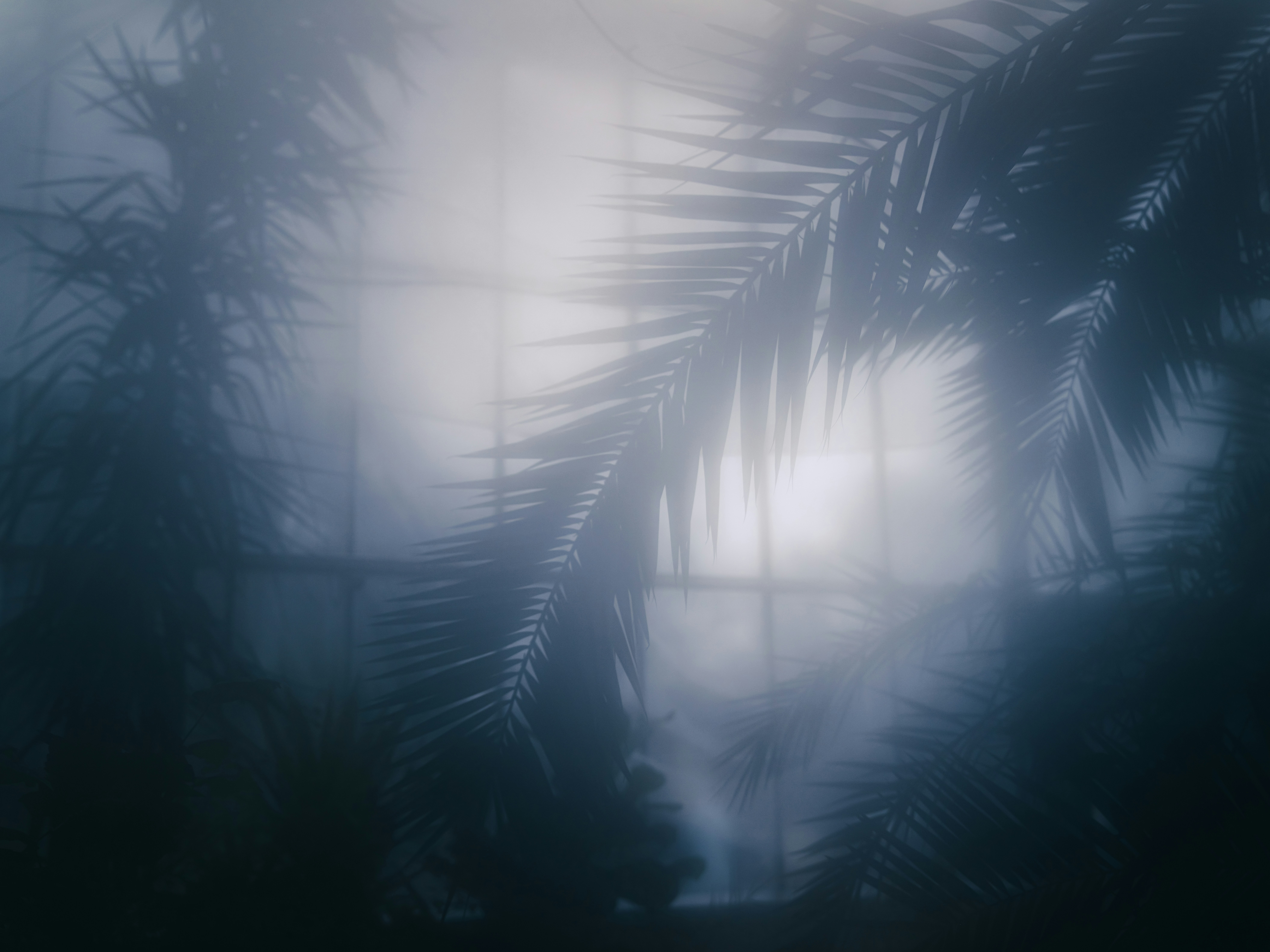 A blurry photo of a palm tree outside a window