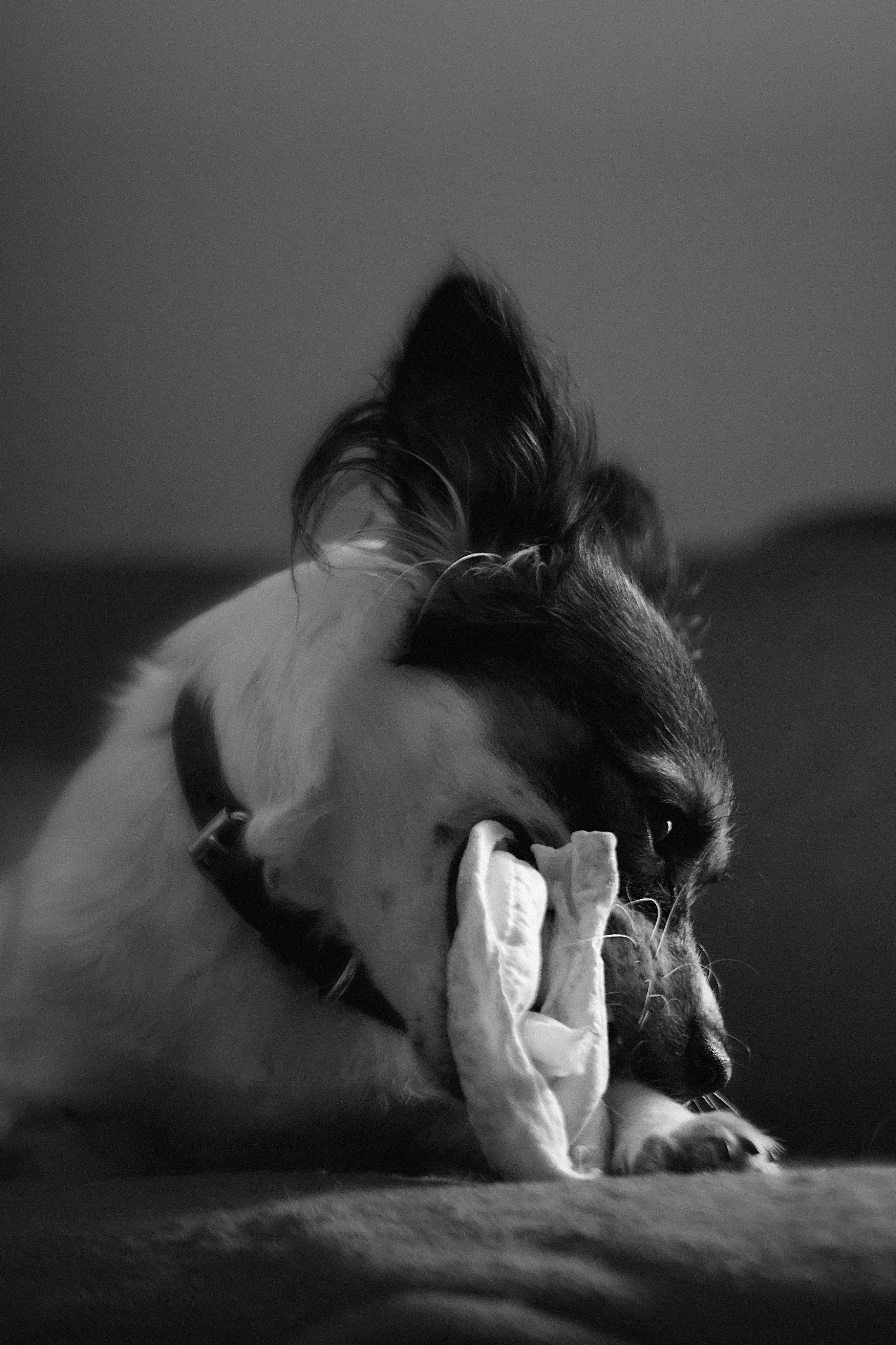 Une photo en noir et blanc d’un chien mâchant quelque chose