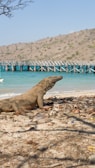 A large lizard sitting on top of a sandy beach