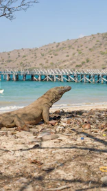 A large lizard sitting on top of a sandy beach