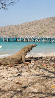 A large lizard sitting on top of a sandy beach