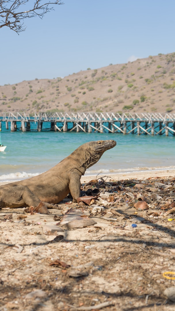 Komodo Island & Dragon Encounter