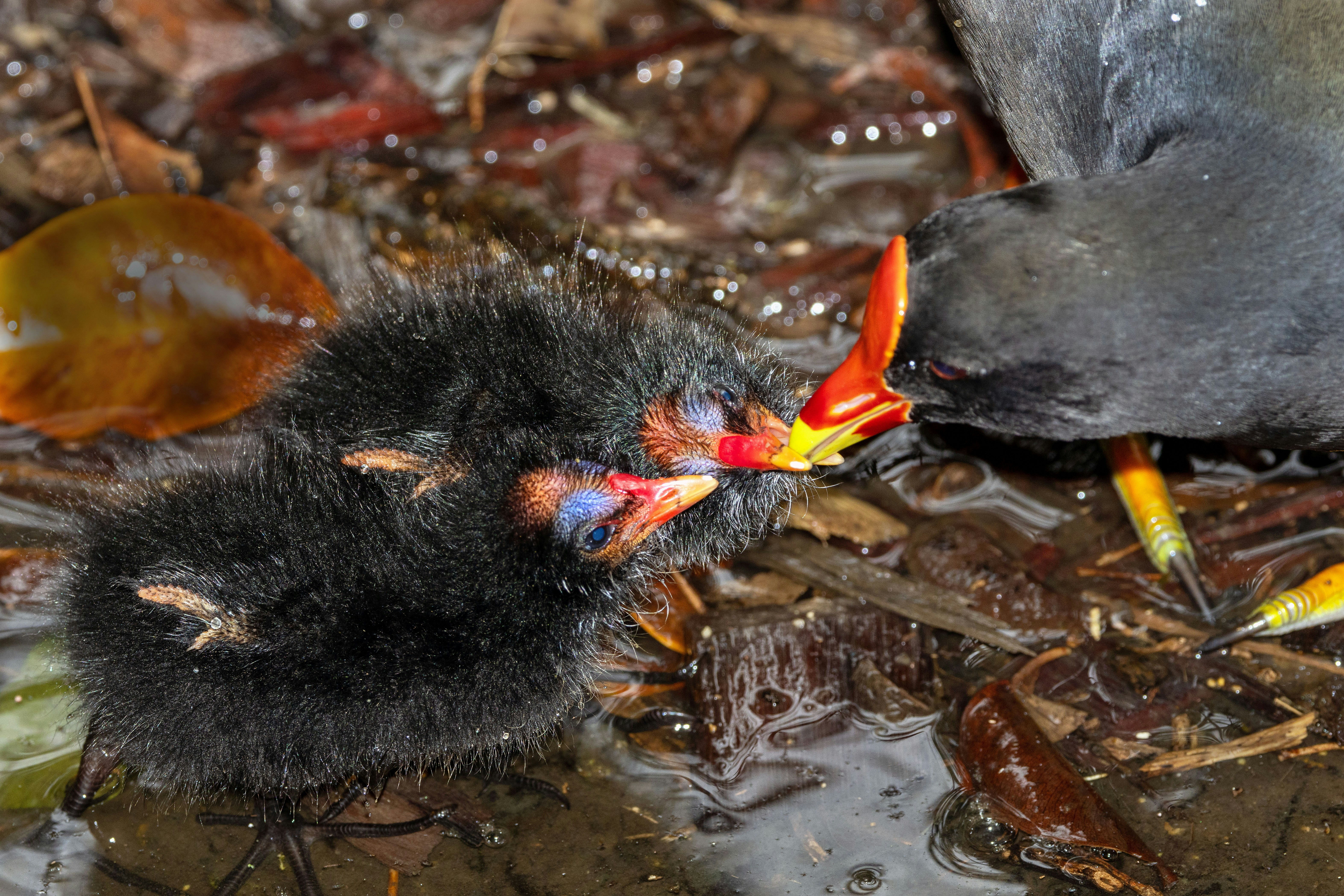 A couple of birds standing on top of a puddle of water