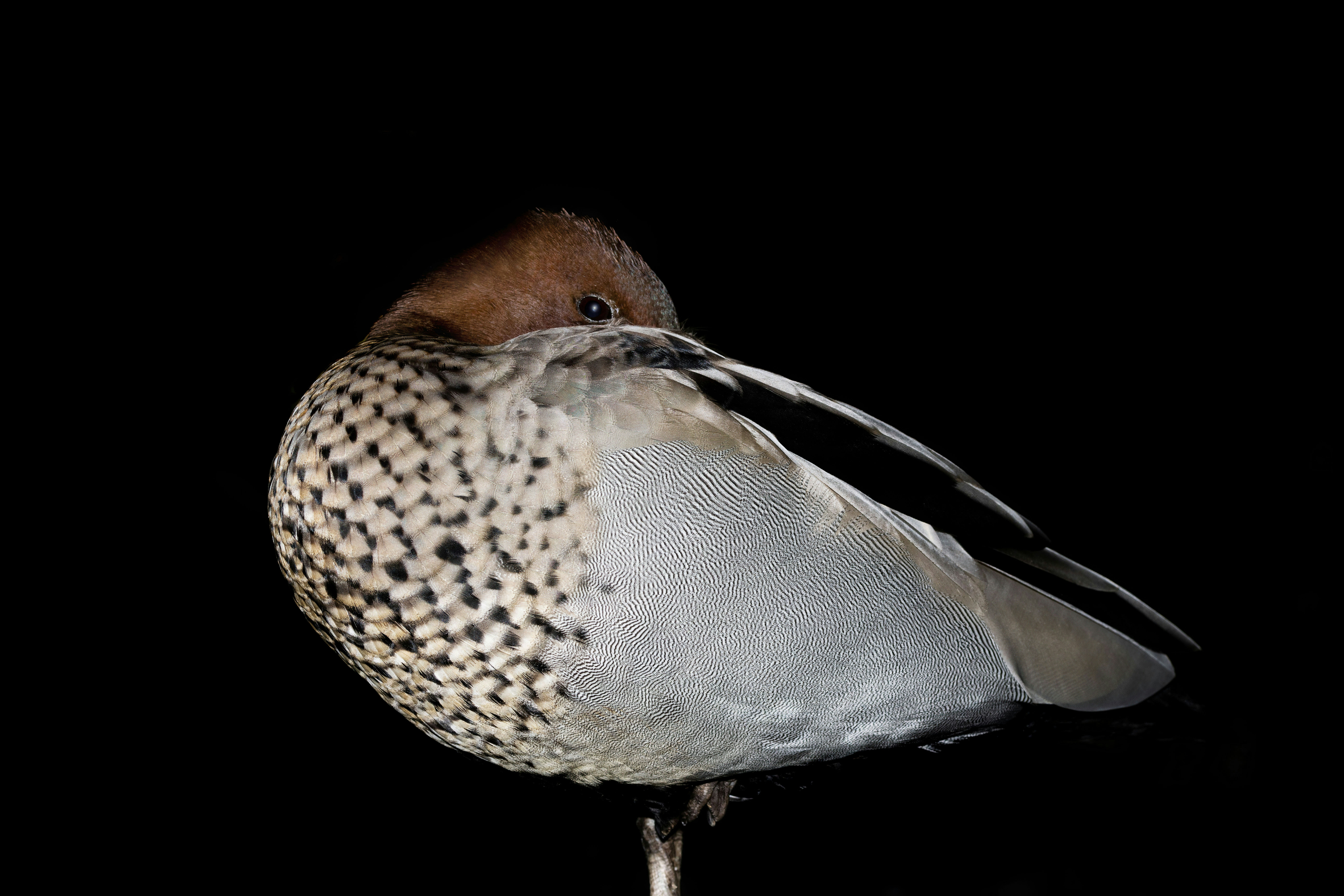 A bird is standing on a post in the dark