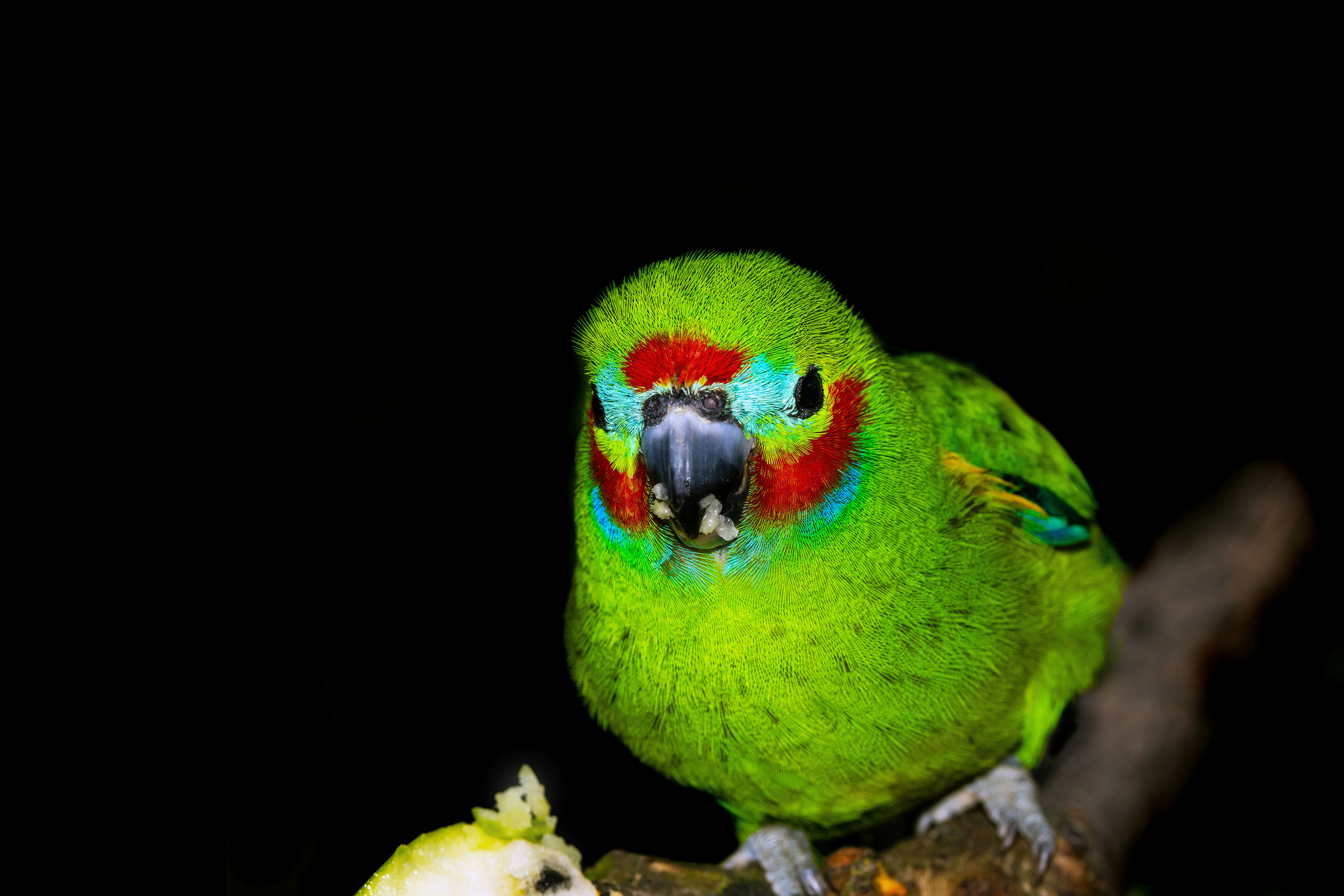A green parrot sitting on top of a tree branch
