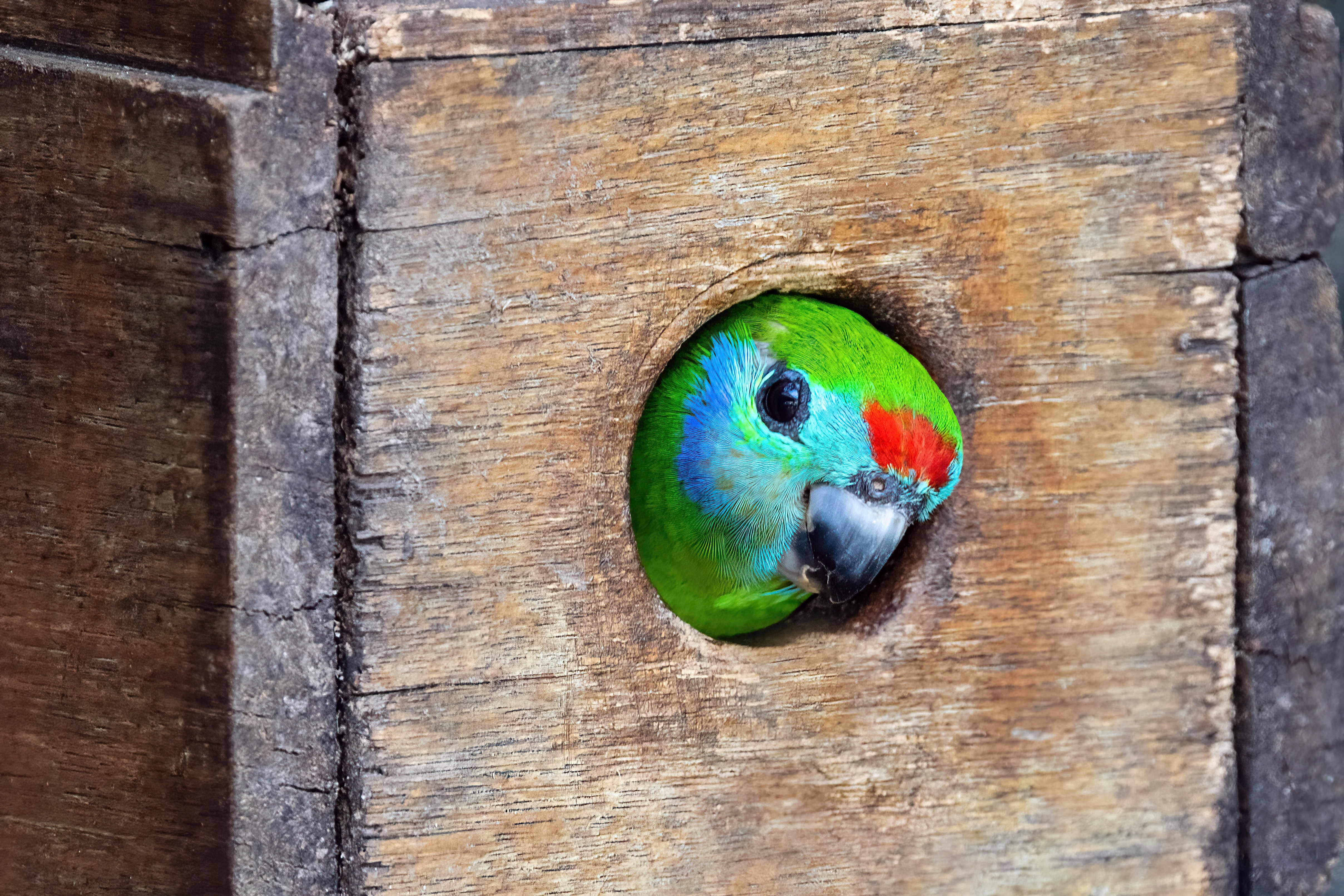 A green and red bird sitting on top of a wooden box