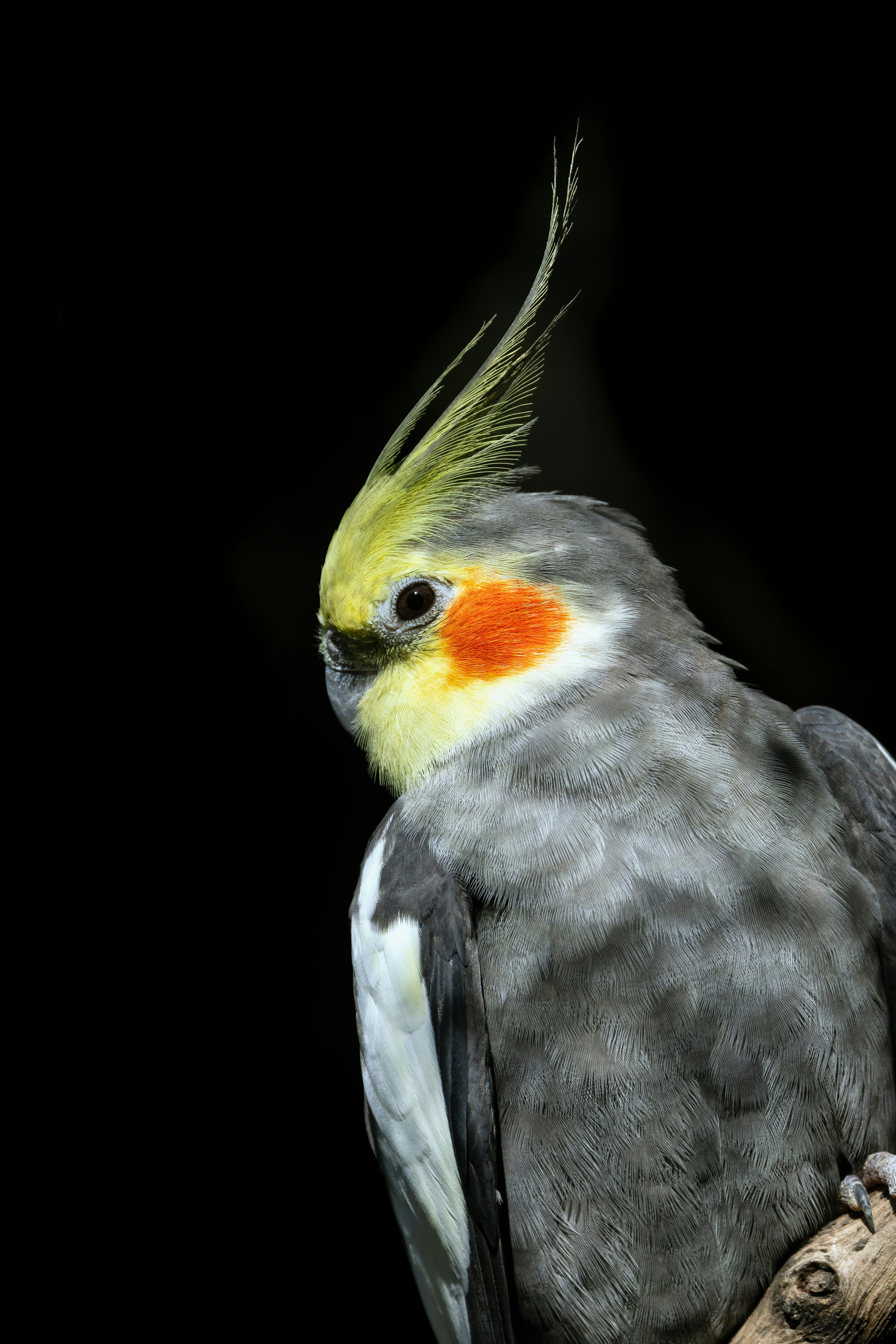 A close up of a bird on a tree branch