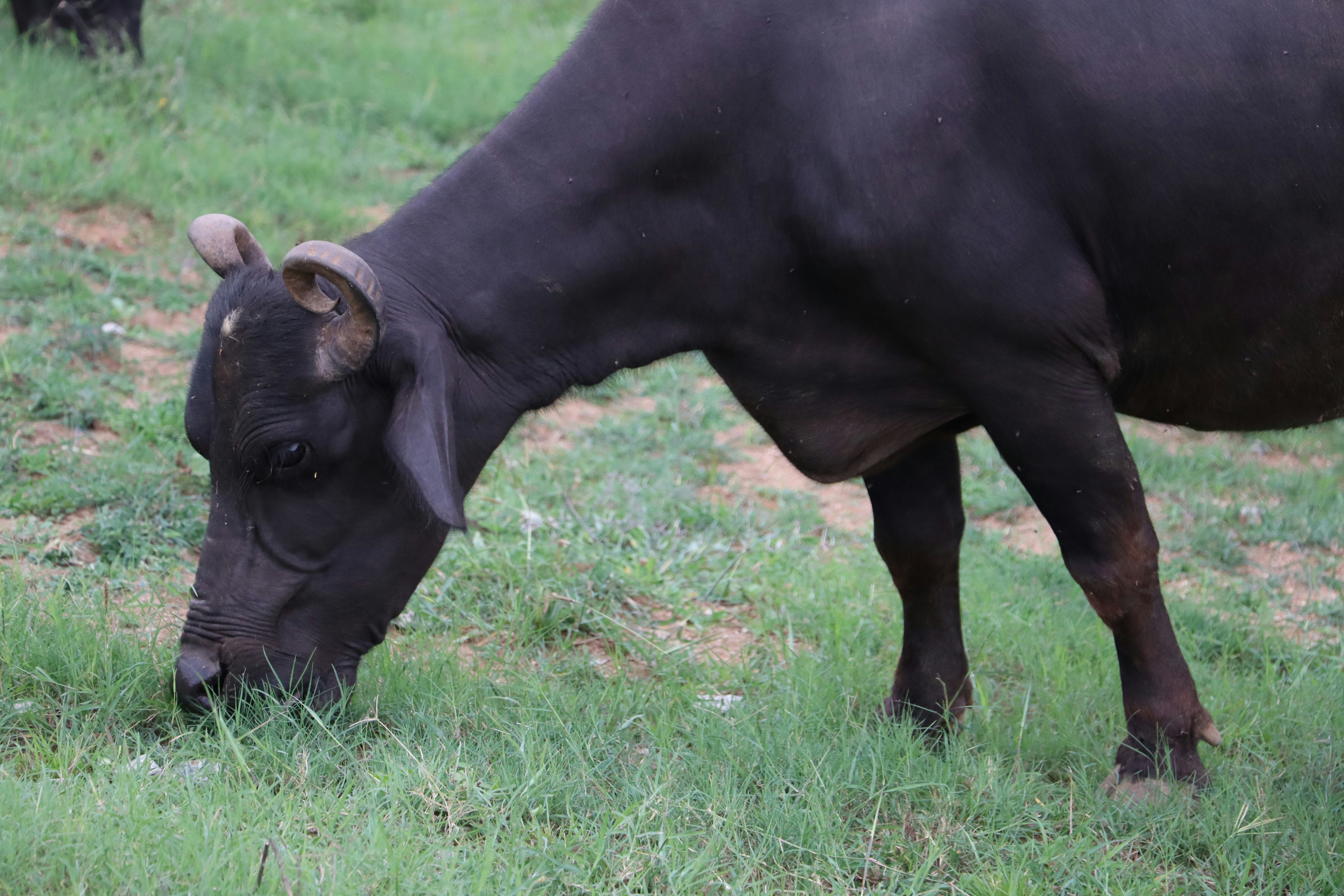 A black cow grazing on grass in a field