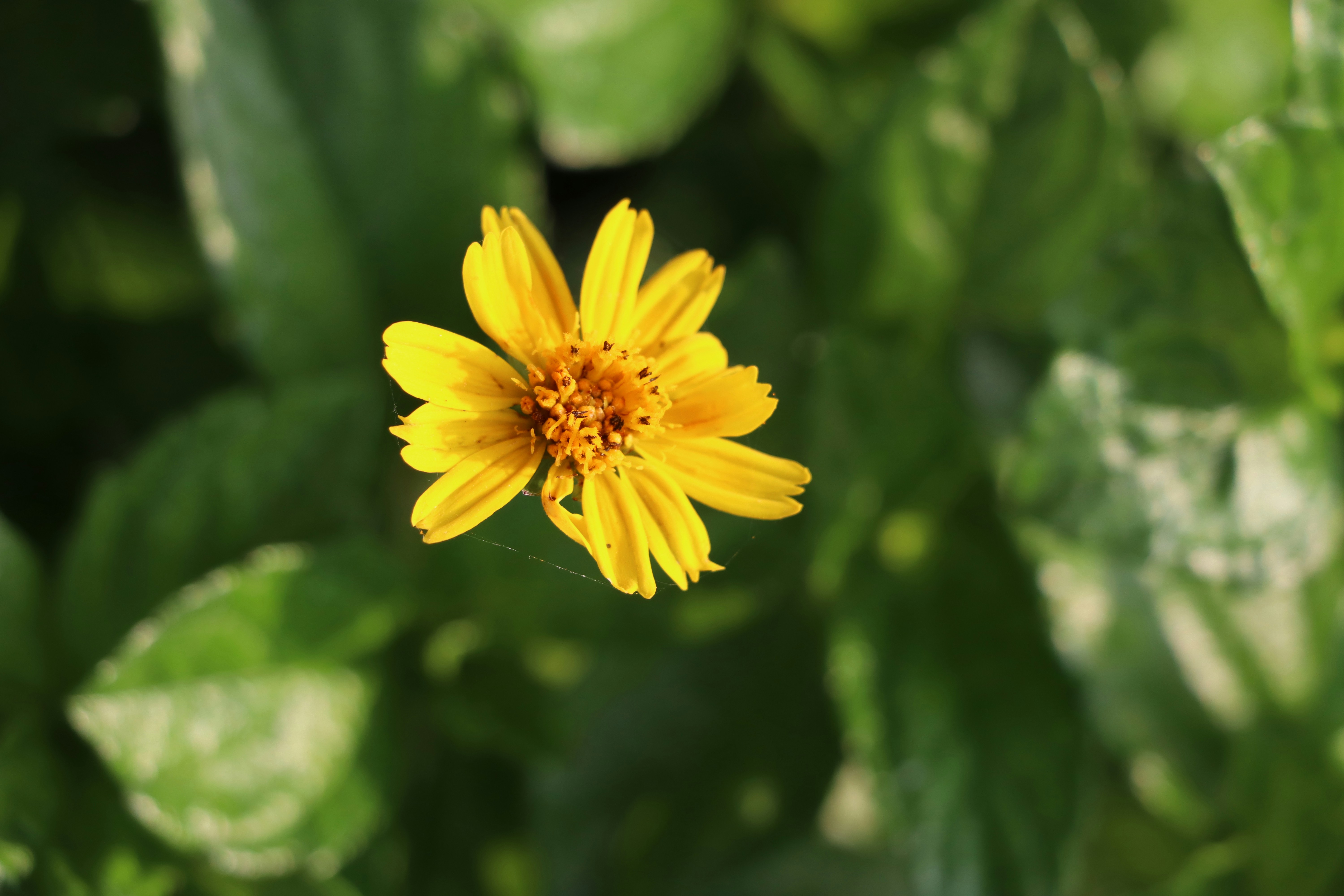 Photo by aditya_sethia_97