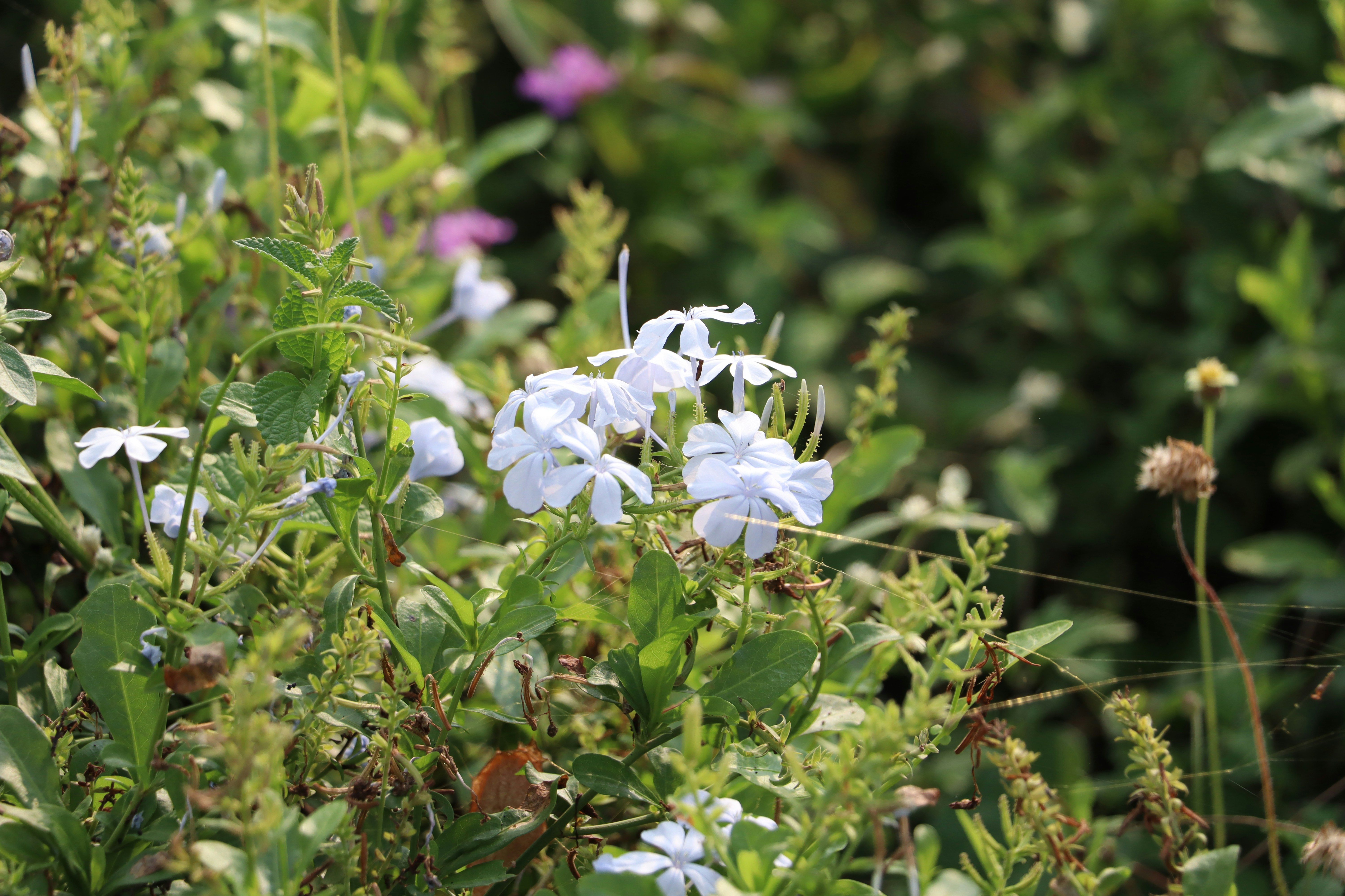 Photo by aditya_sethia_97