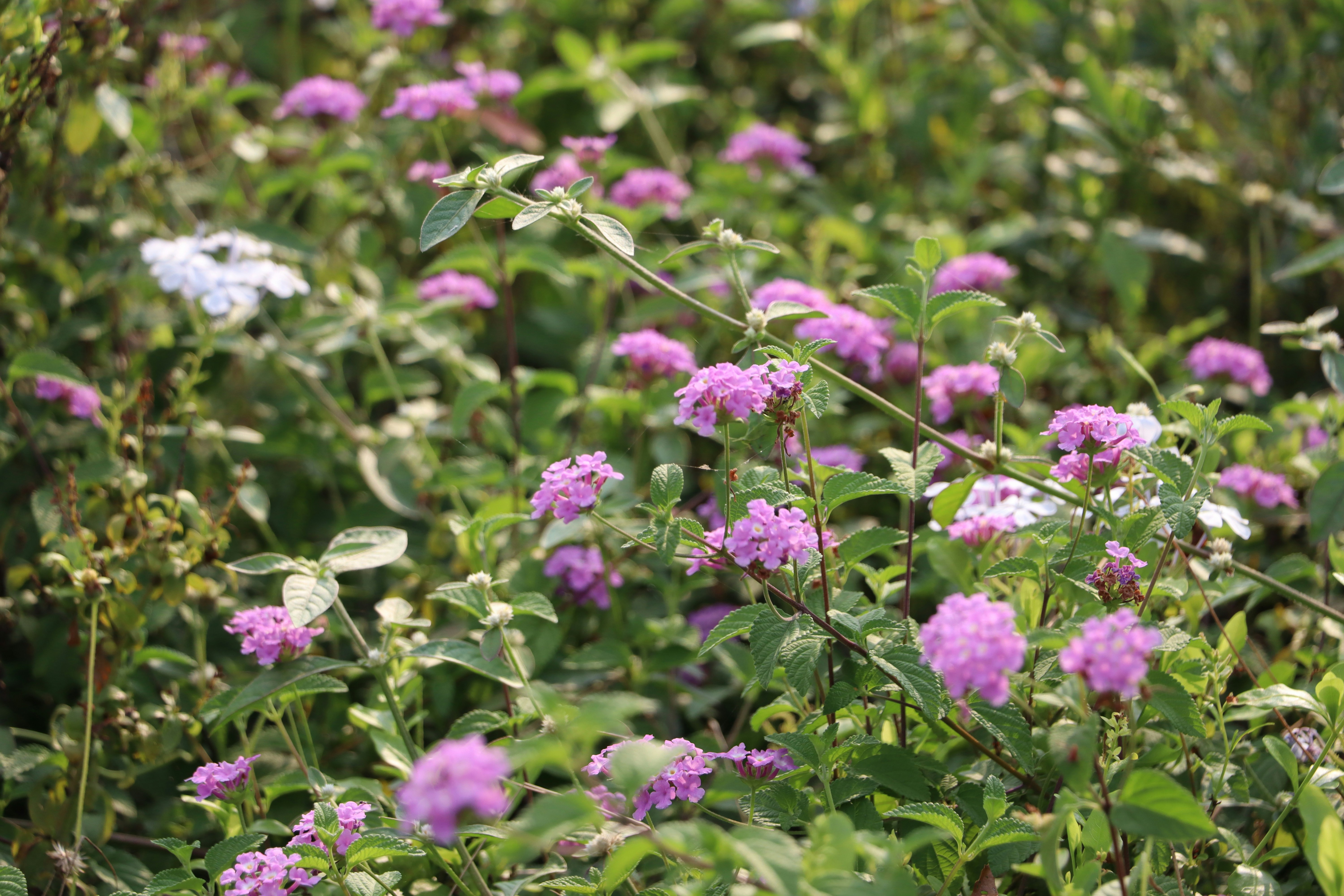 Photo by aditya_sethia_97