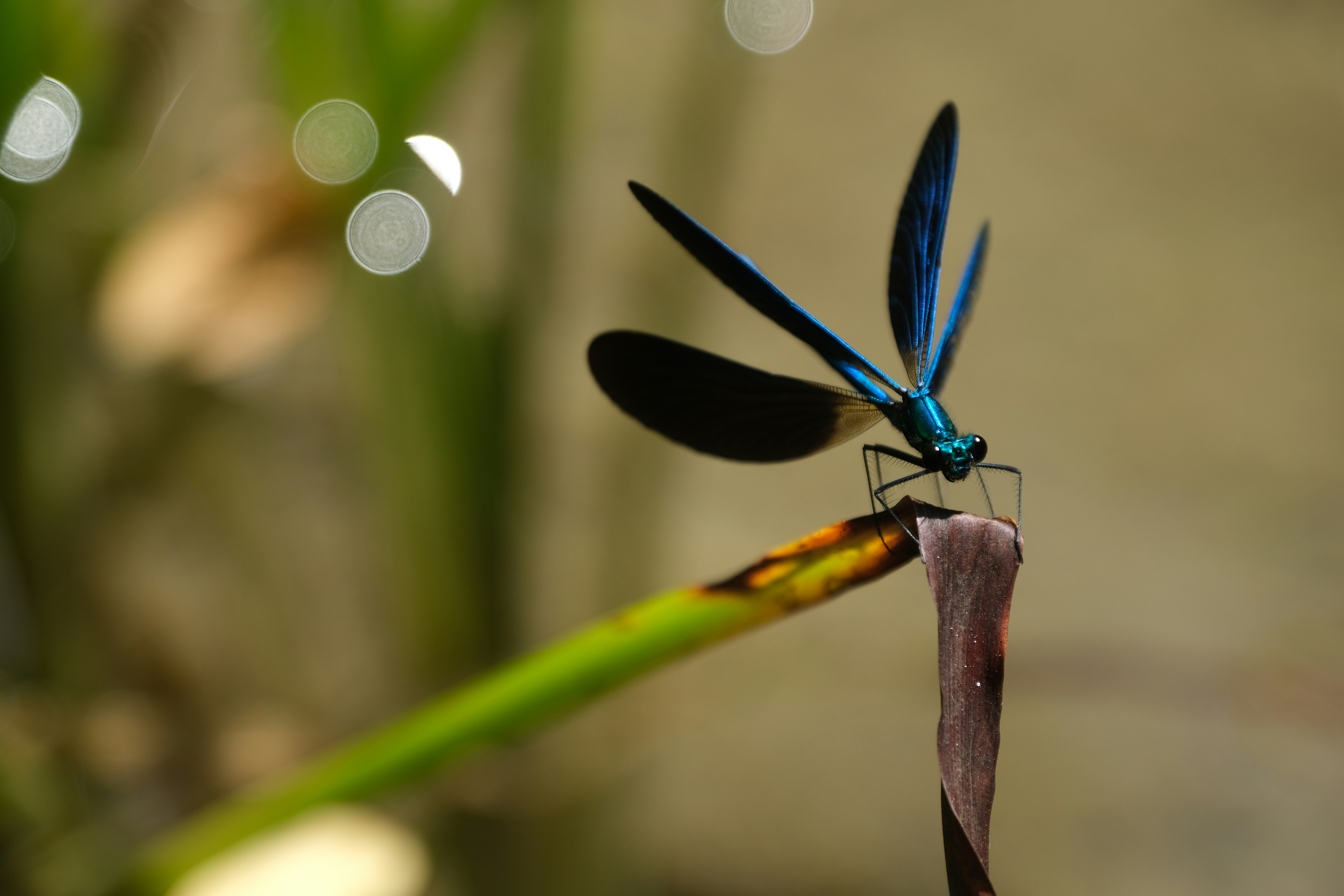 Eine blaue Libelle, die auf einer grünen Pflanze sitzt