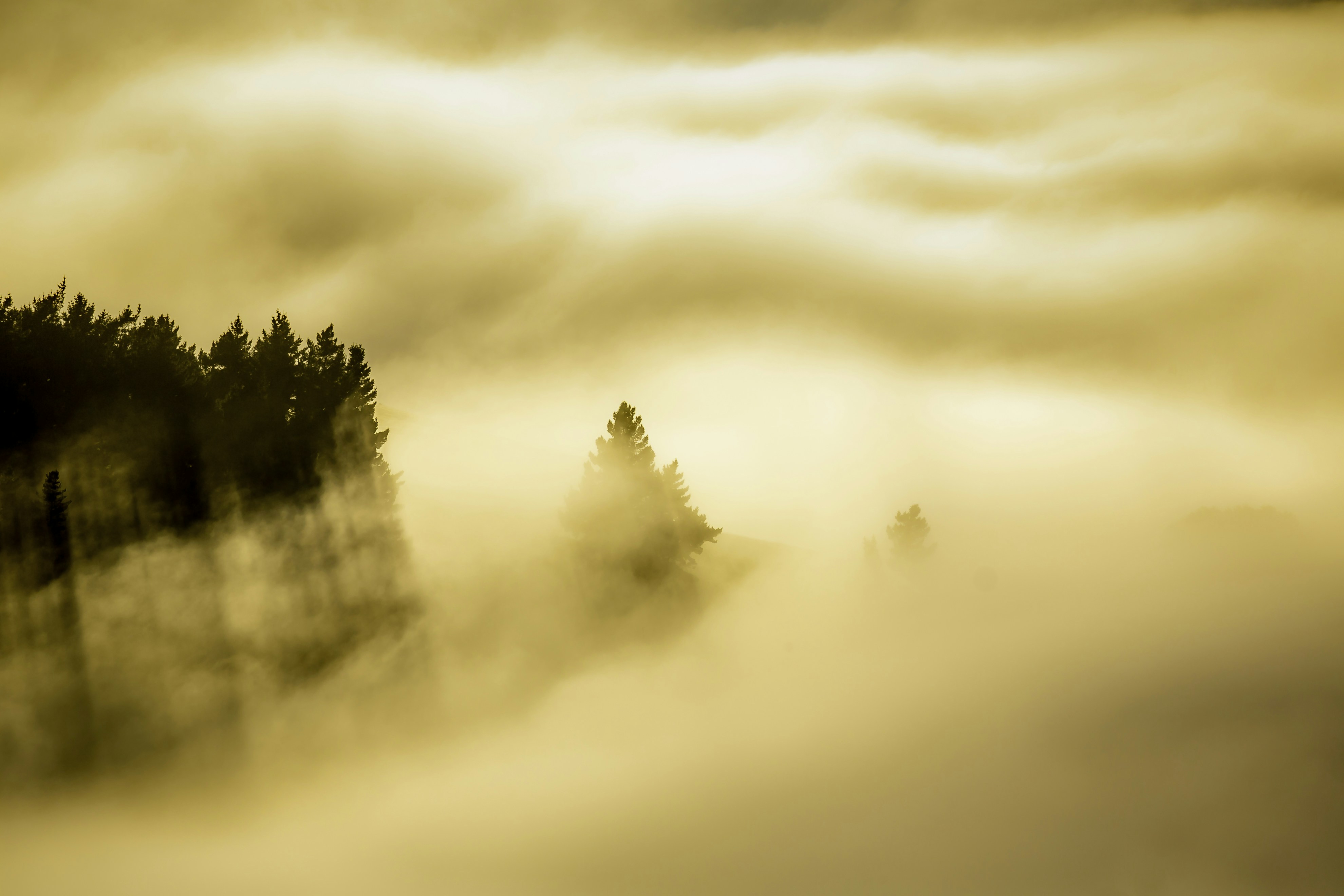 A foggy landscape with trees in the foreground