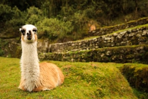 A llama sitting in a field of grass