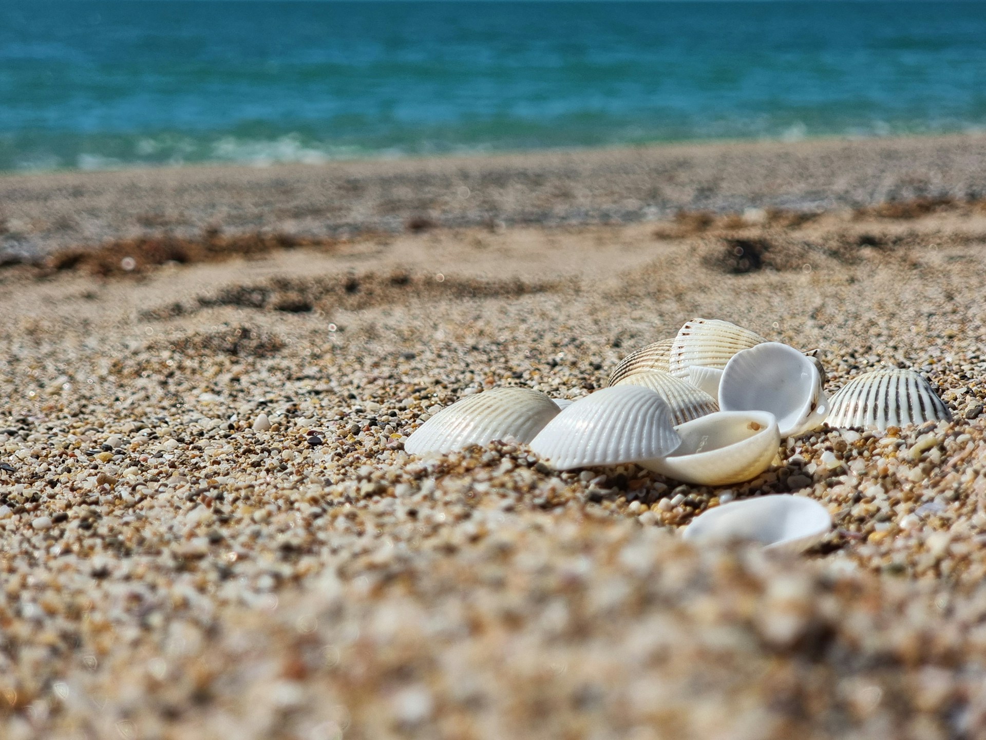 Several seashells on a sandy beach near the ocean