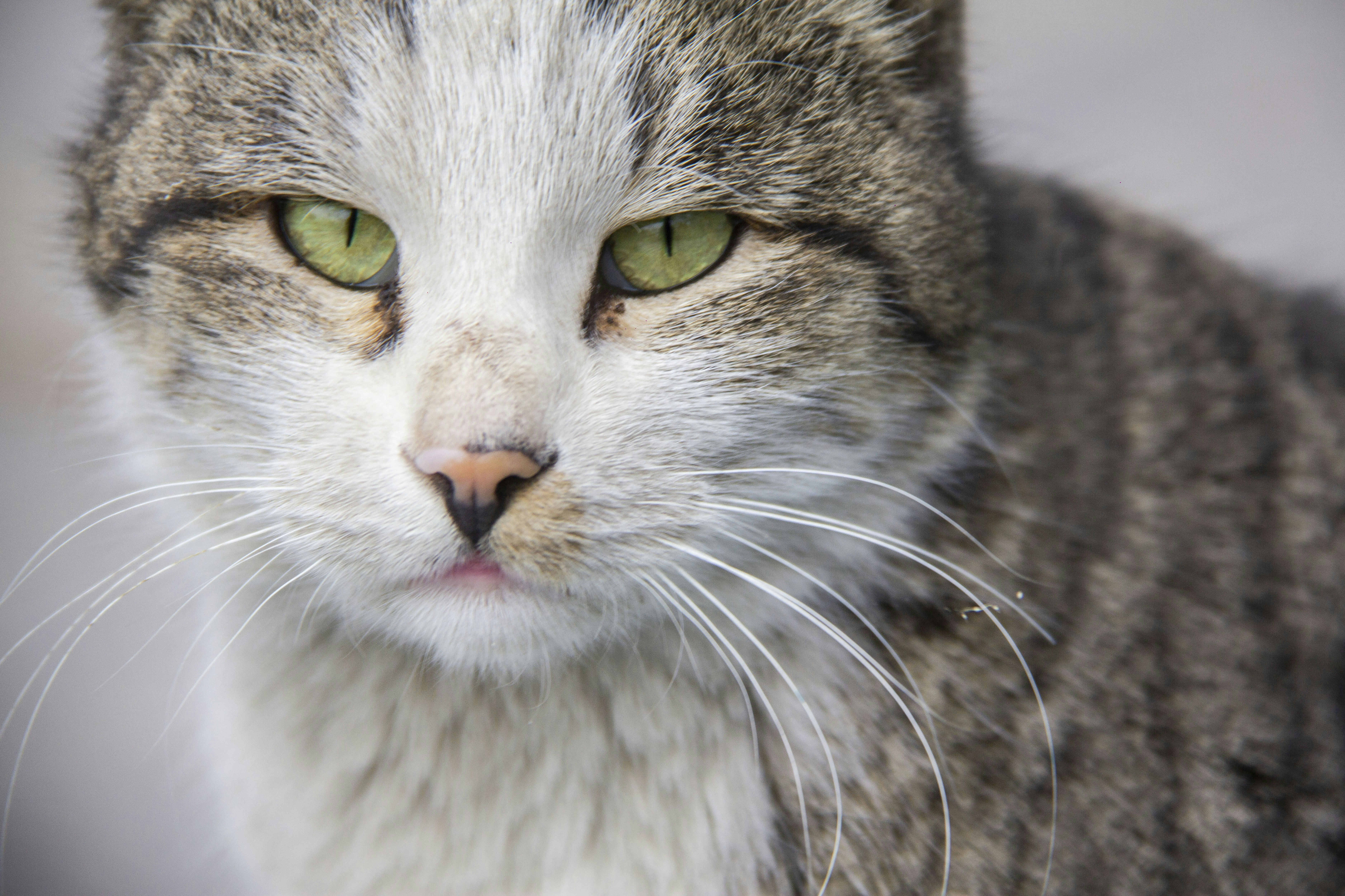 Playfulness That Lasts a Lifetime (image credits: unsplash)