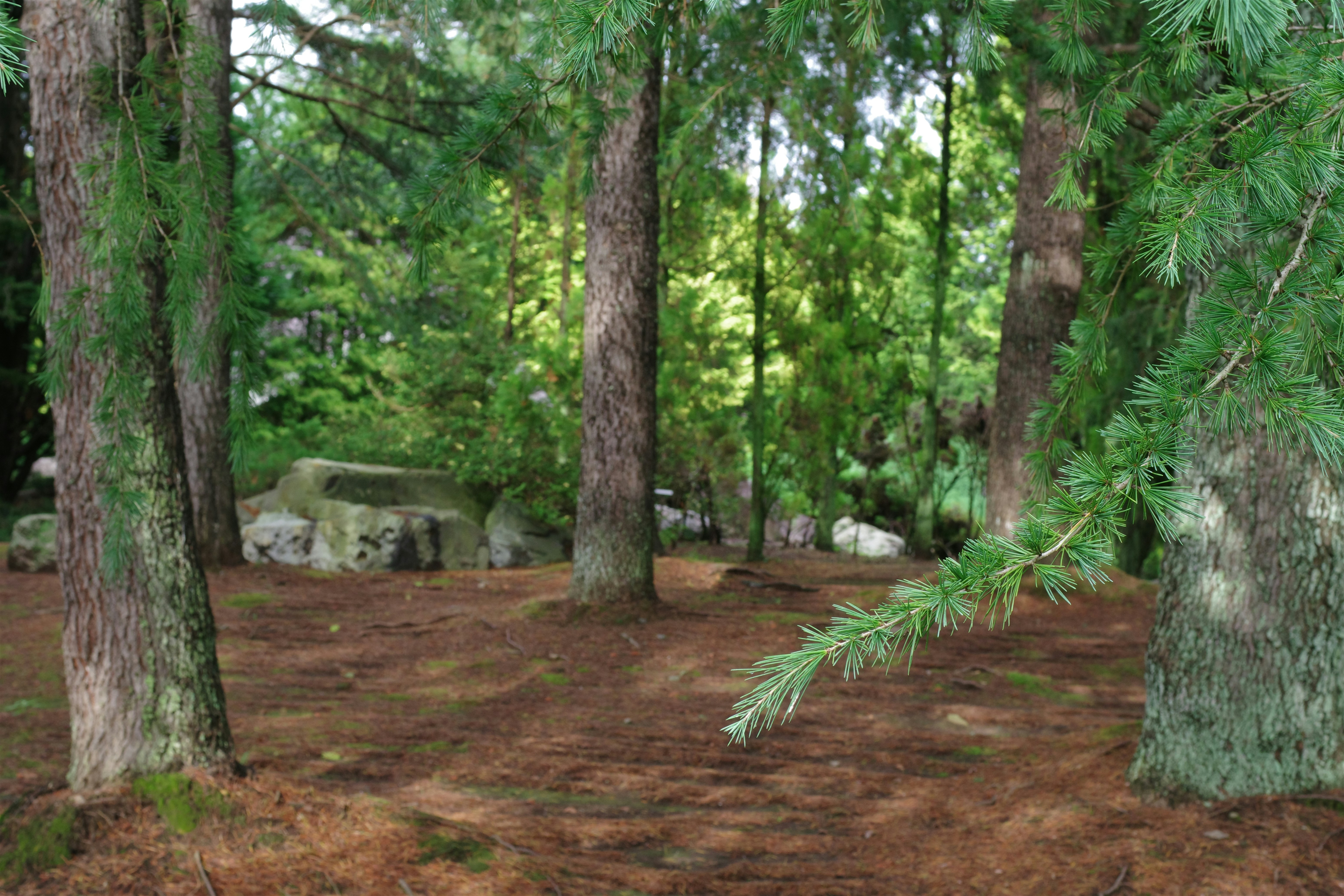 A picture of a pine tree in a wooded area photo – Free Forest Image on ...