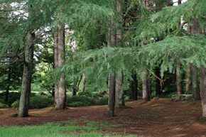 A group of trees that are in the grass