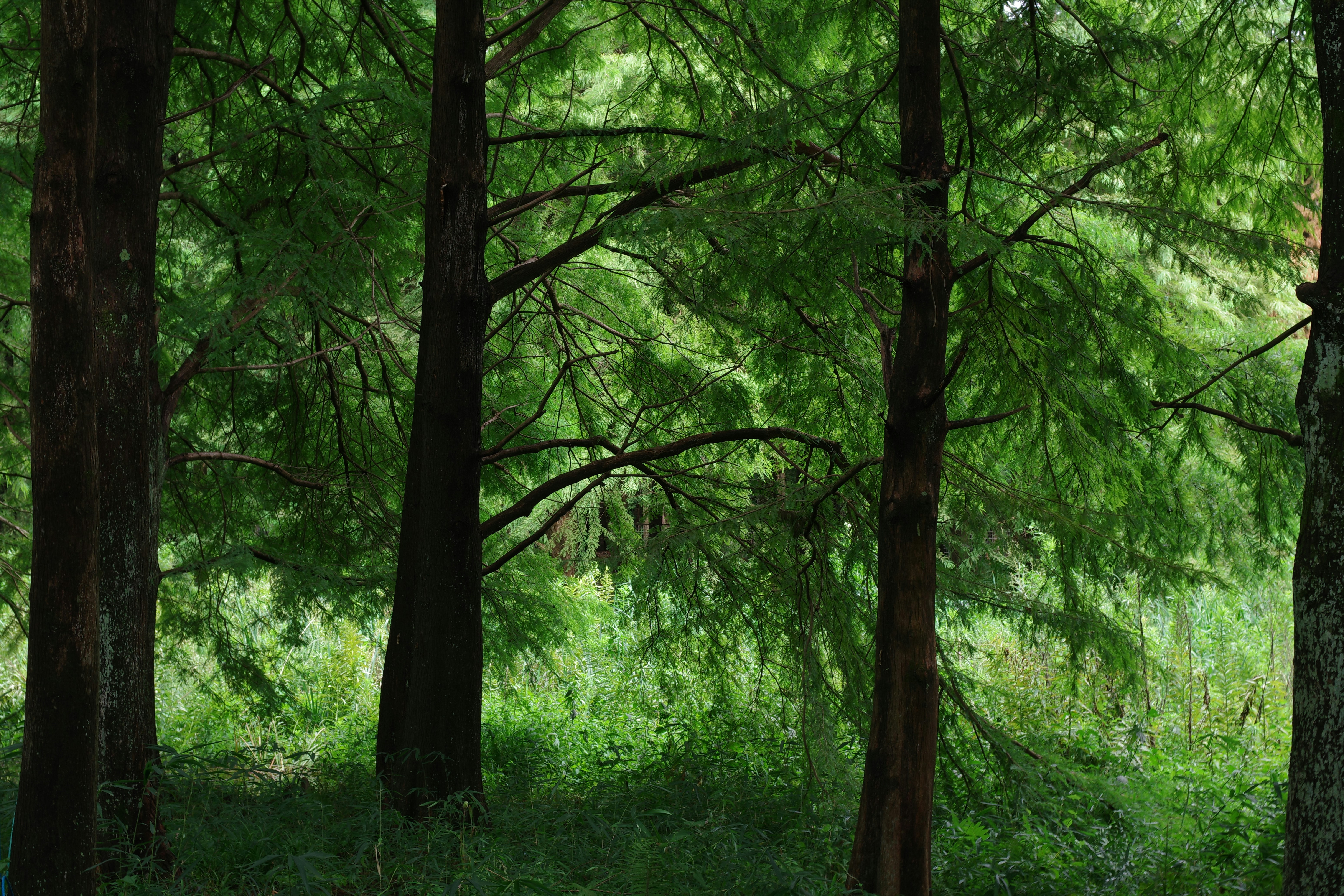 薔薇Rose Beautiful green and flower garden Beautiful and pretty flowers、新緑と美しい花が織りなす絶景 A superb view of fresh greenery and beautiful flowers