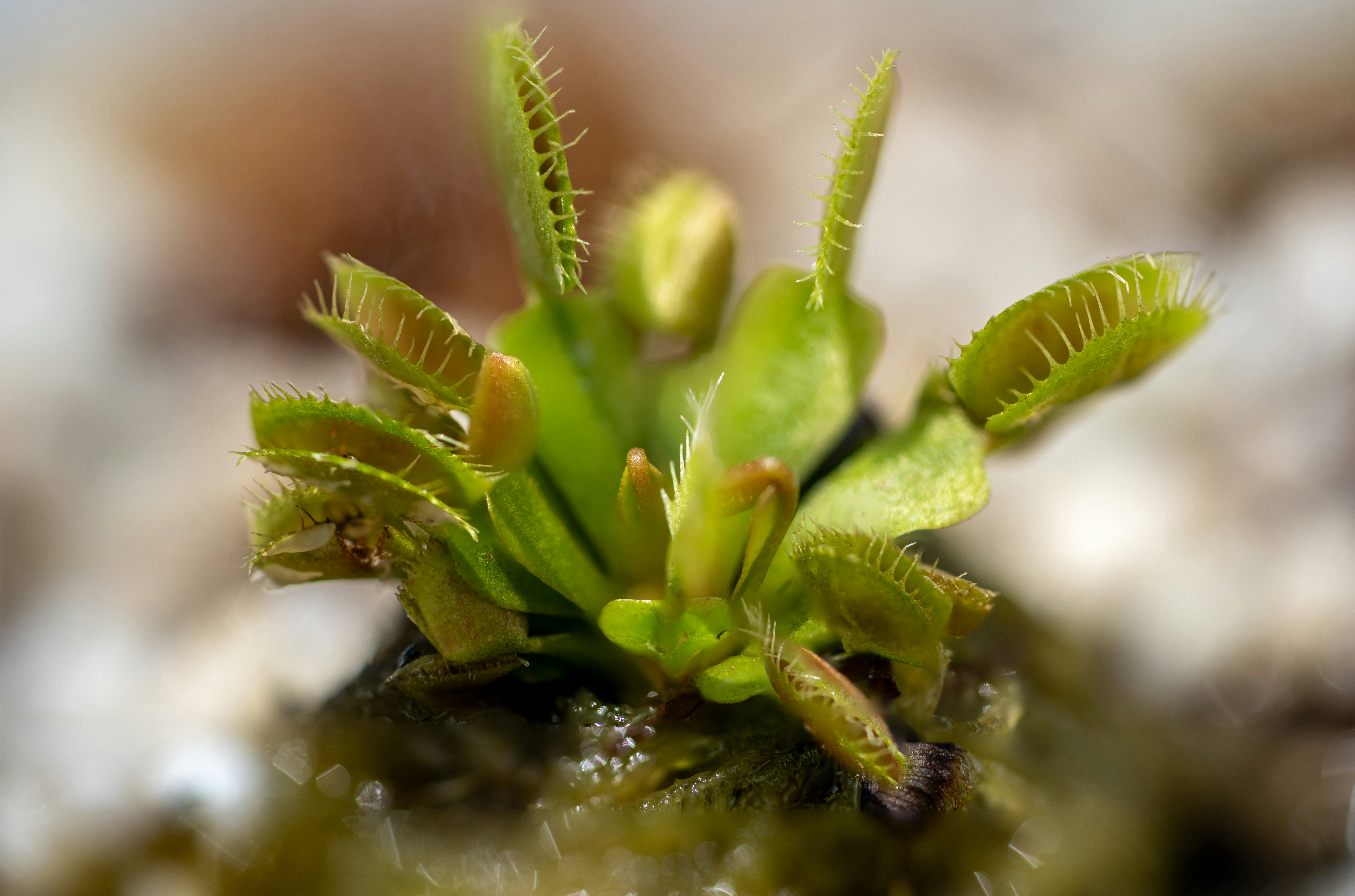 Muntinlupa, Philippines - None