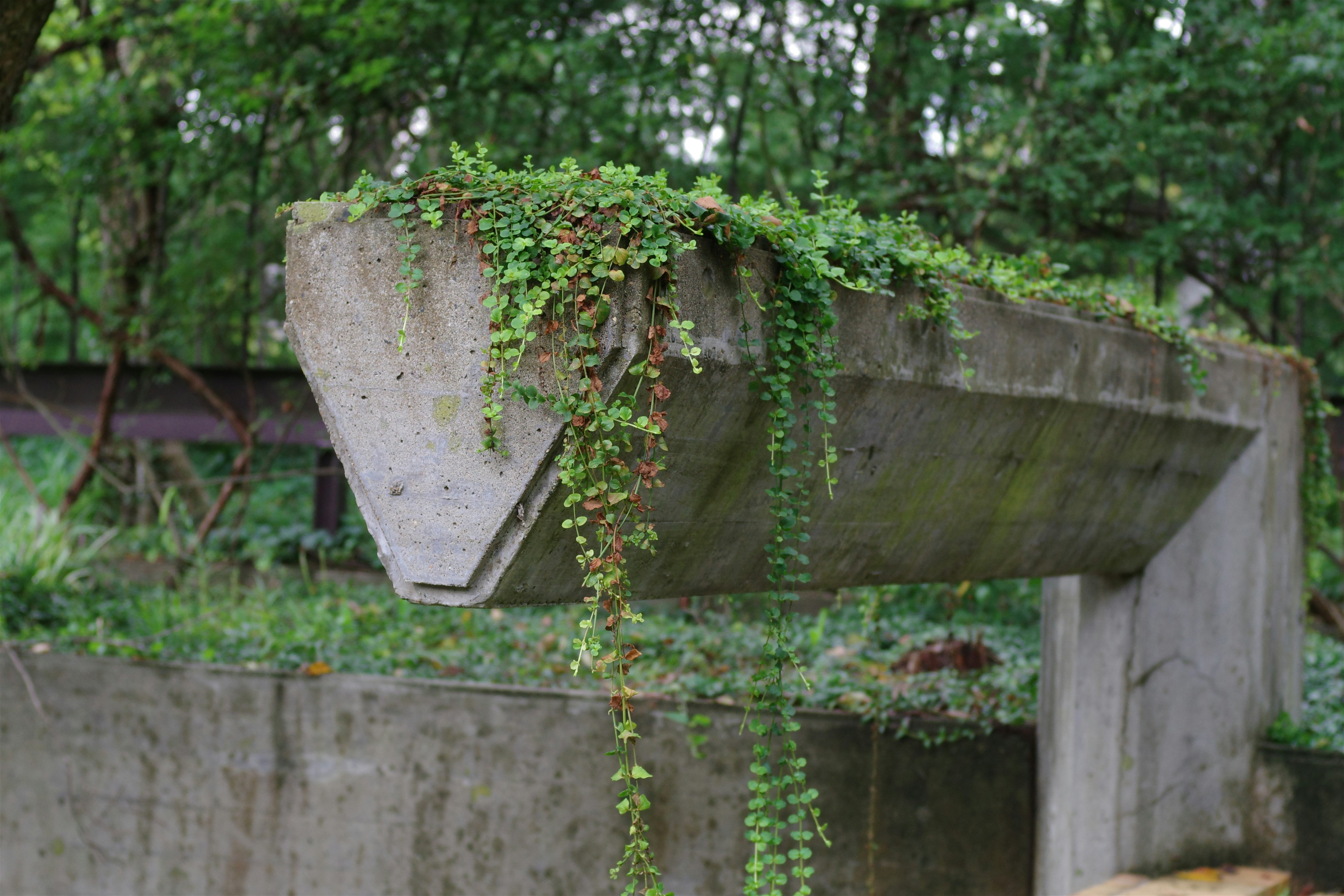 薔薇Rose Beautiful green and flower garden Beautiful and pretty flowers、新緑と美しい花が織りなす絶景 A superb view of fresh greenery and beautiful flowers