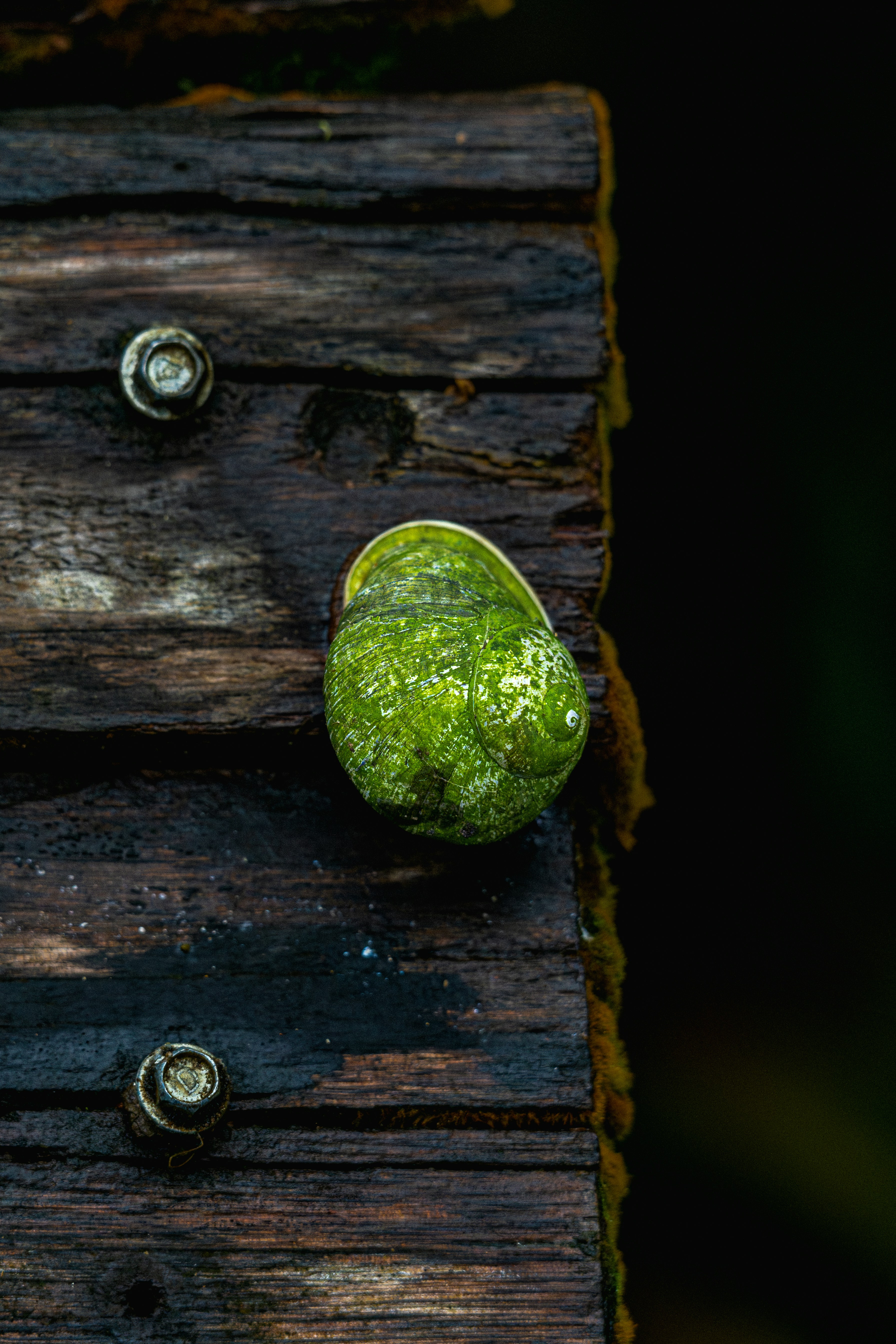 A piece of wood that has some green stuff on it