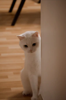 A white cat sitting next to a white wall