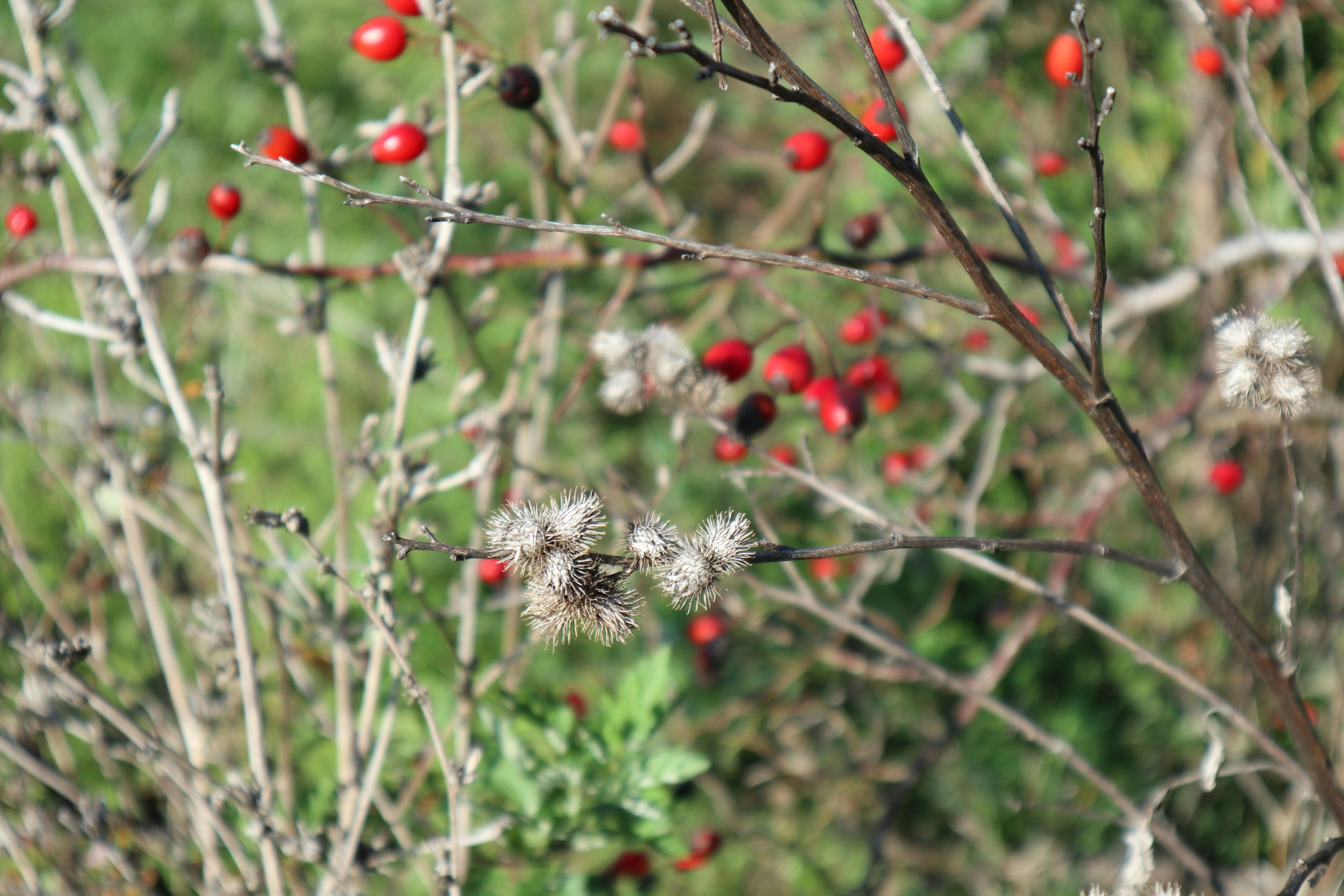 Photo by balint_miko