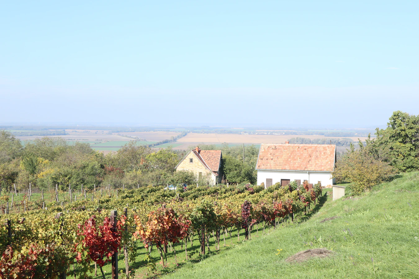 Hungarian vineyard with winery house in the rural wine country of Hungary