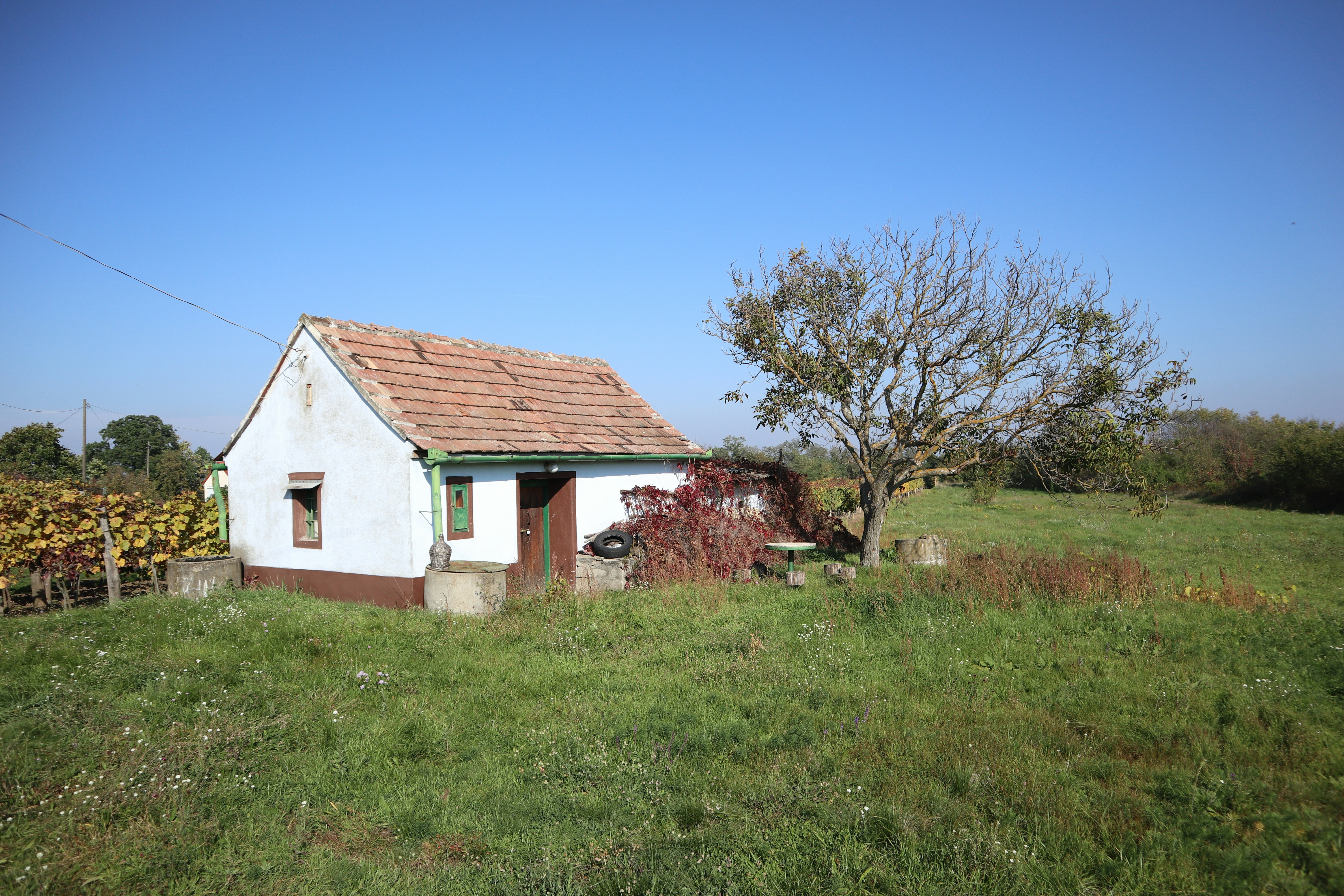 Photo by balint_miko