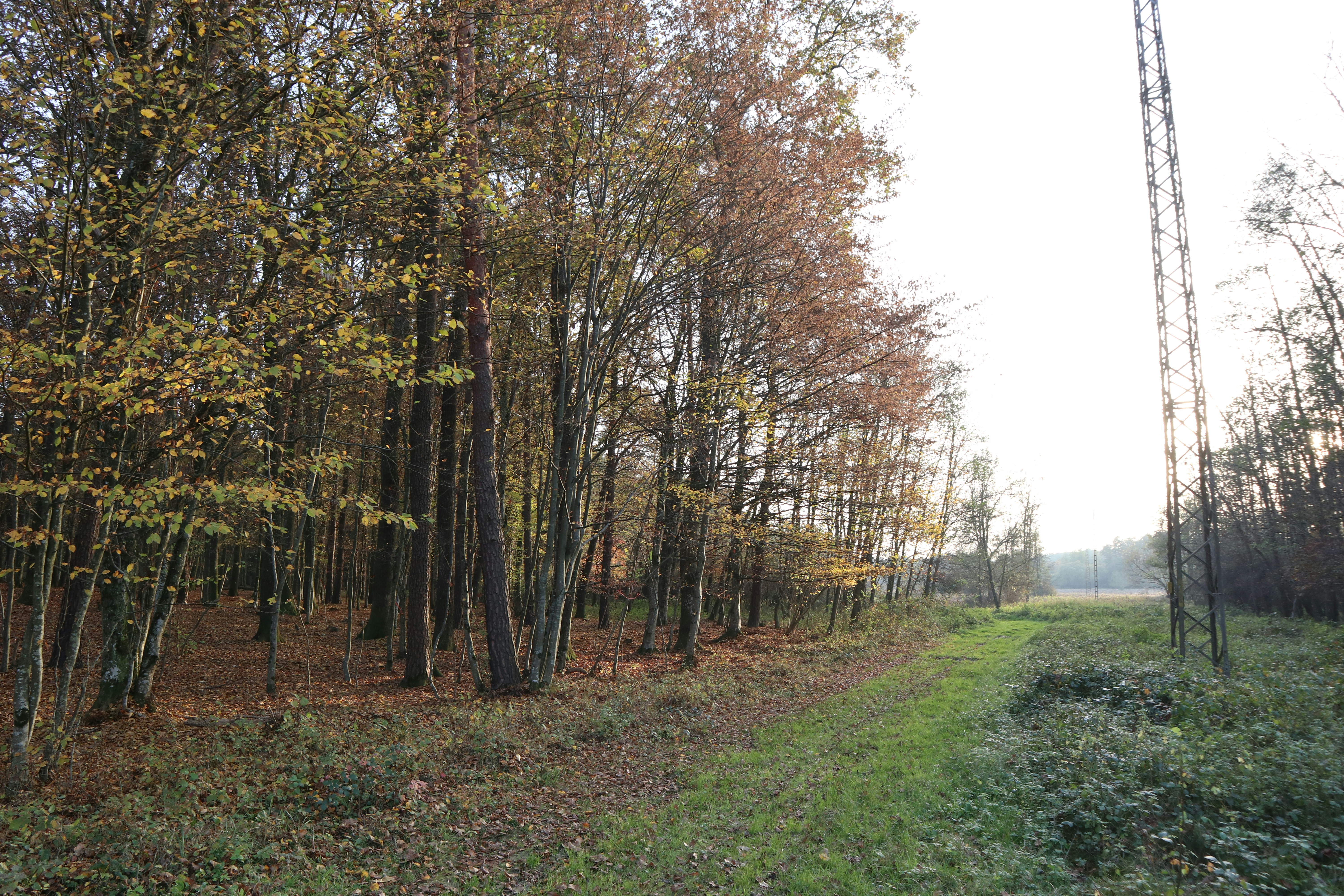 Photo by balint_miko