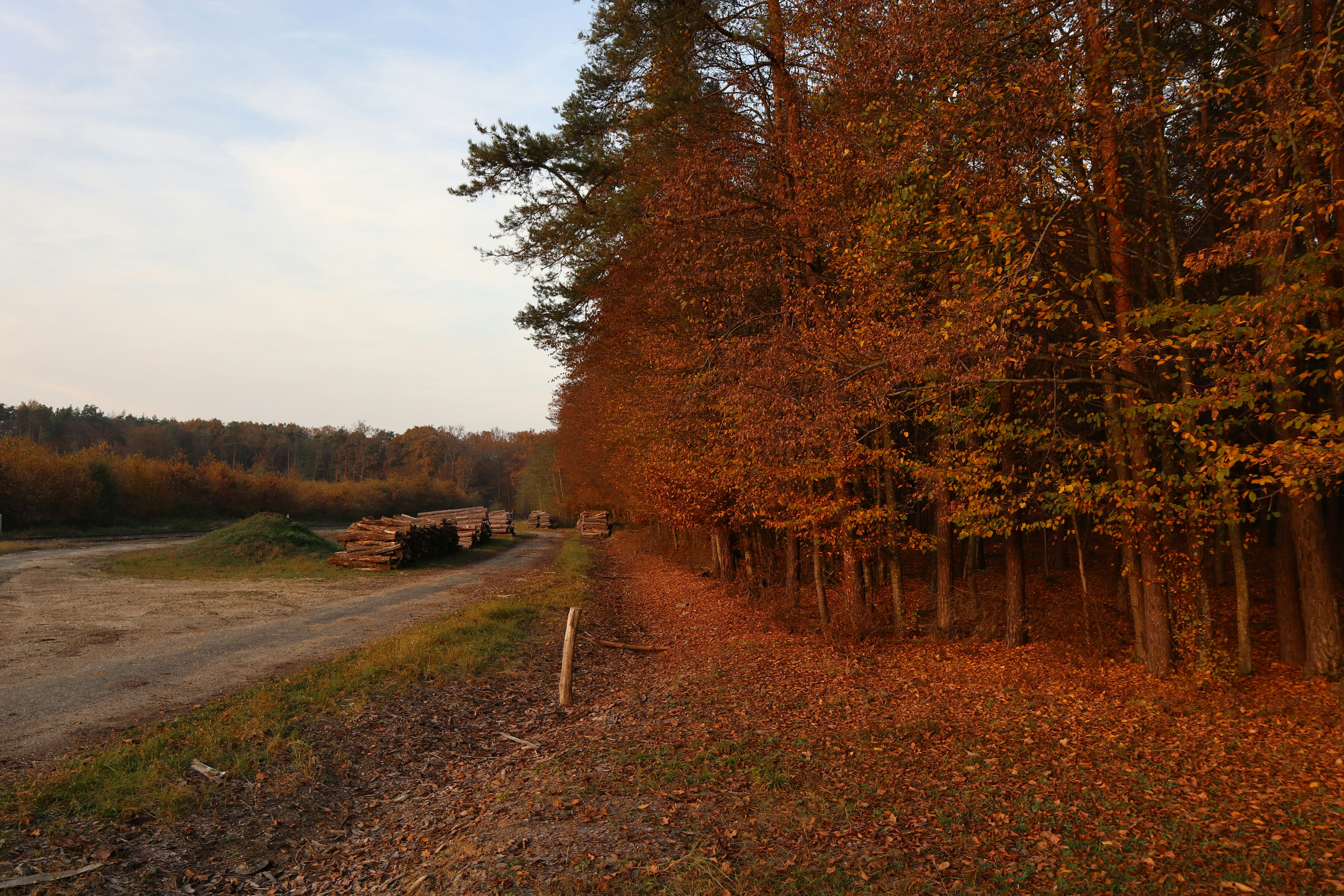 Photo by balint_miko