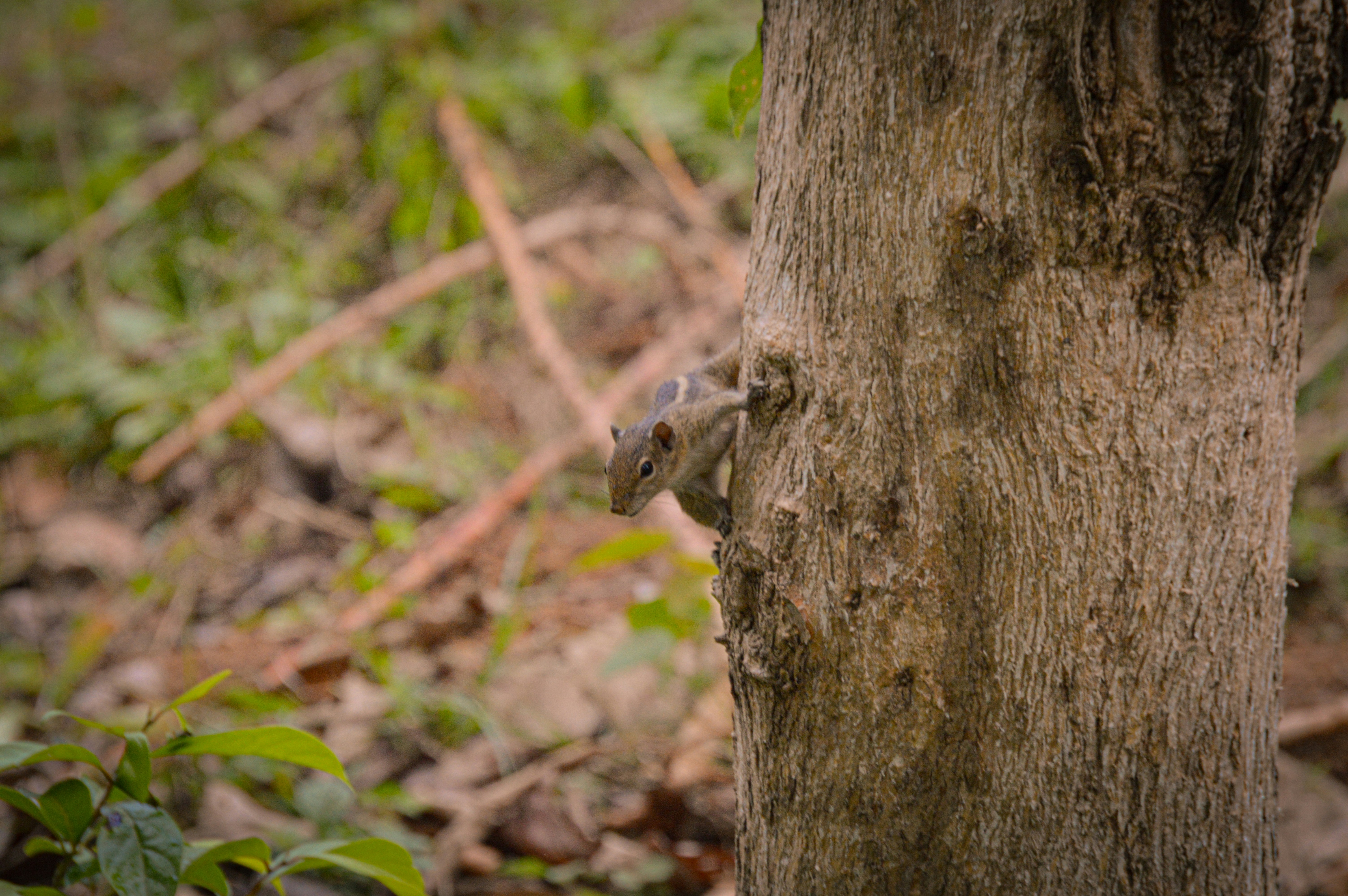 Photo by jithinvijayamohanan