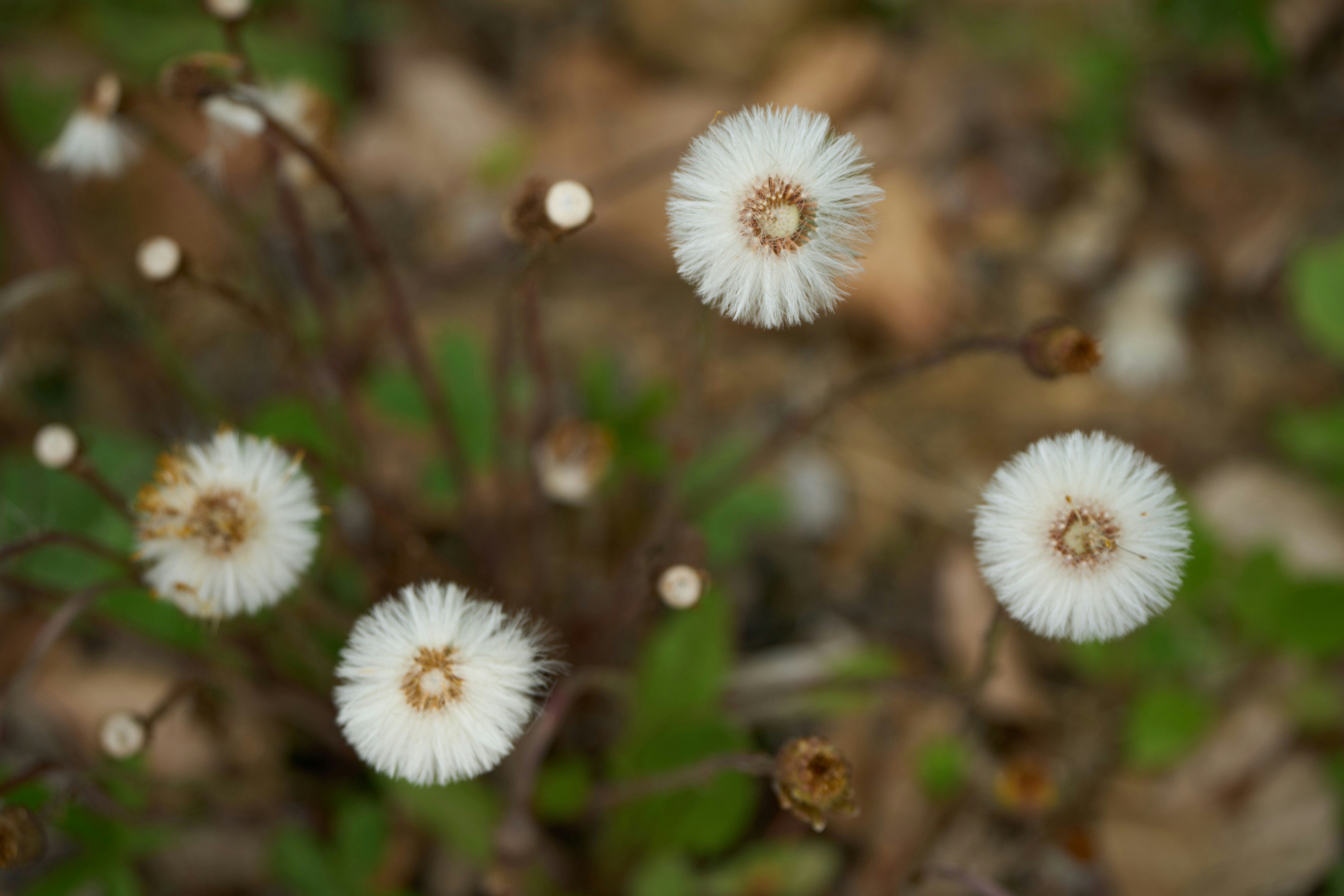 Photo by wolfgang_hasselmann